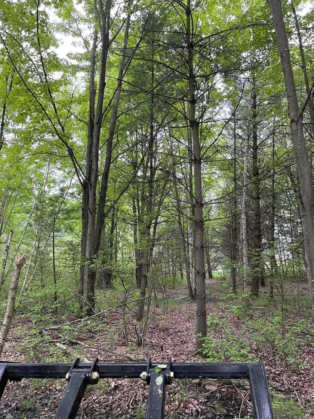  Forestry Mulching image