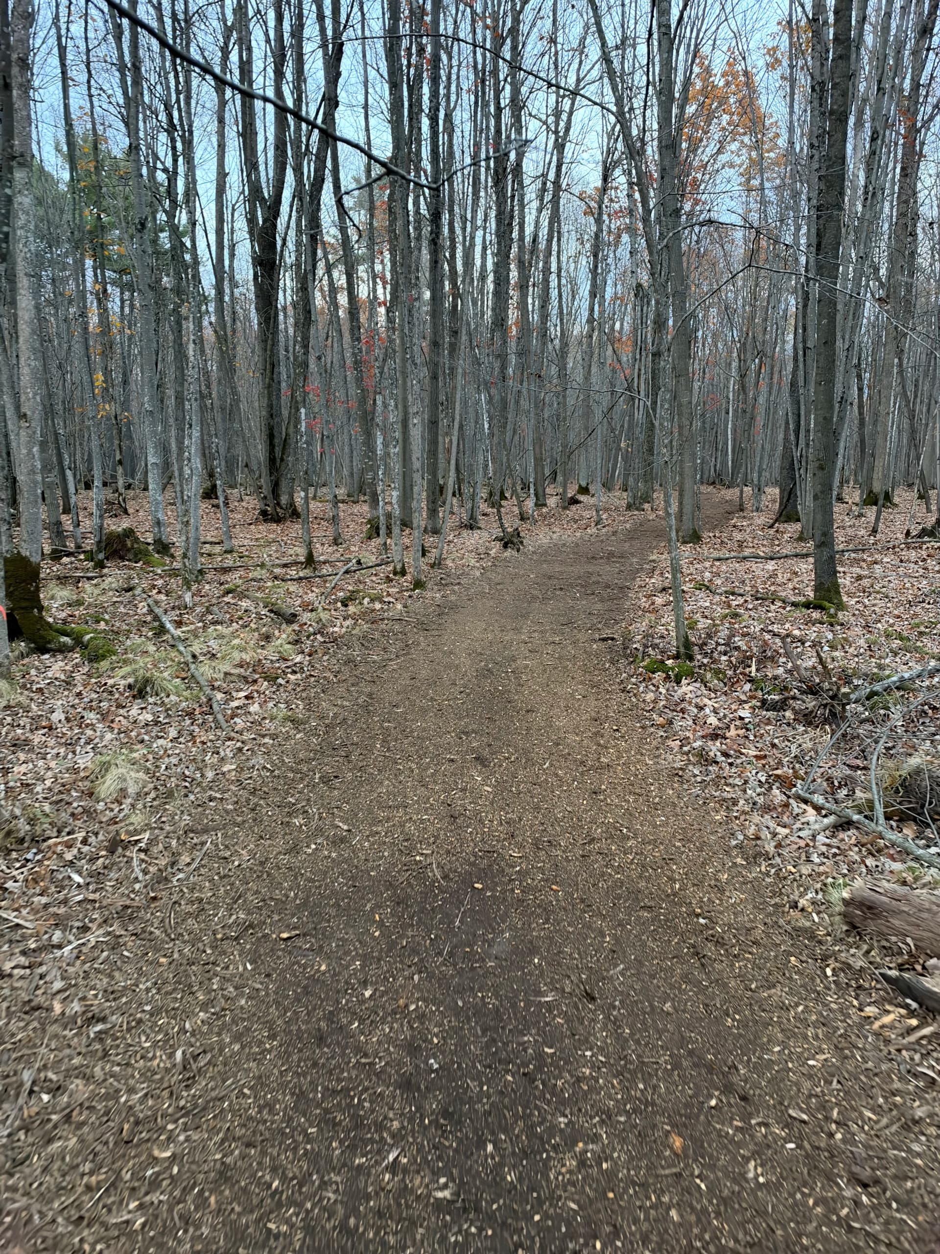 Gallery photos for Forestry Mulching Clears Wooded Trails on a Loyal Farm: Image #4