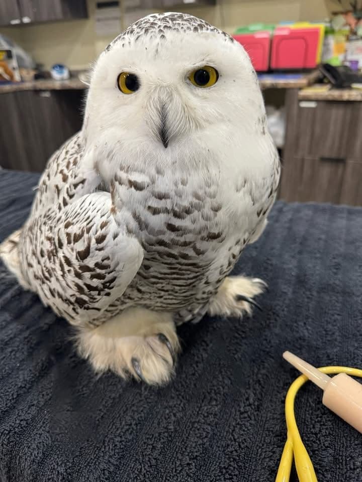 Gallery photos for Delivering Christmas Trees to Support Wildlife in Antigo: Image #3