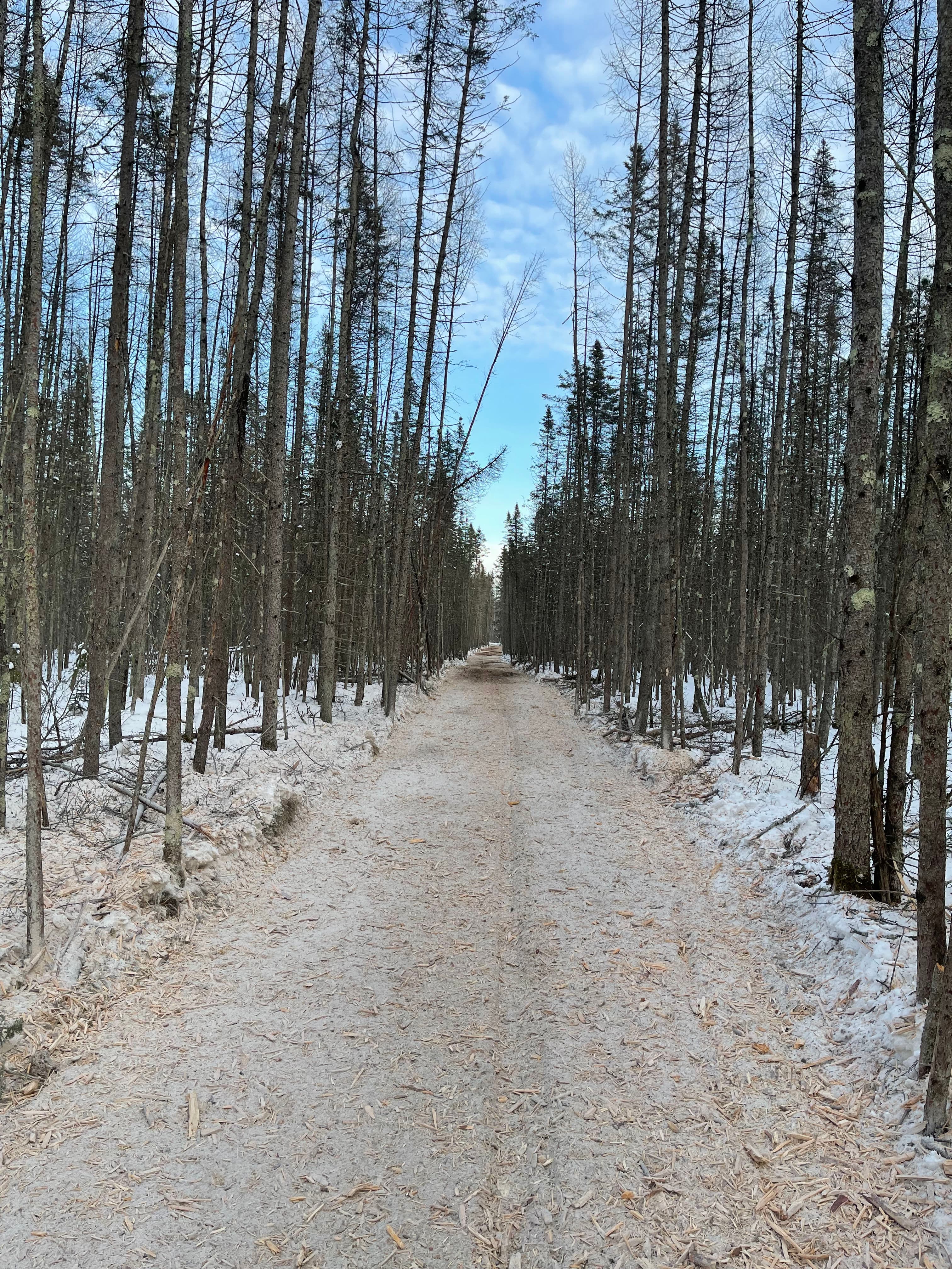 Project Smooth Access Through Winter Forest image