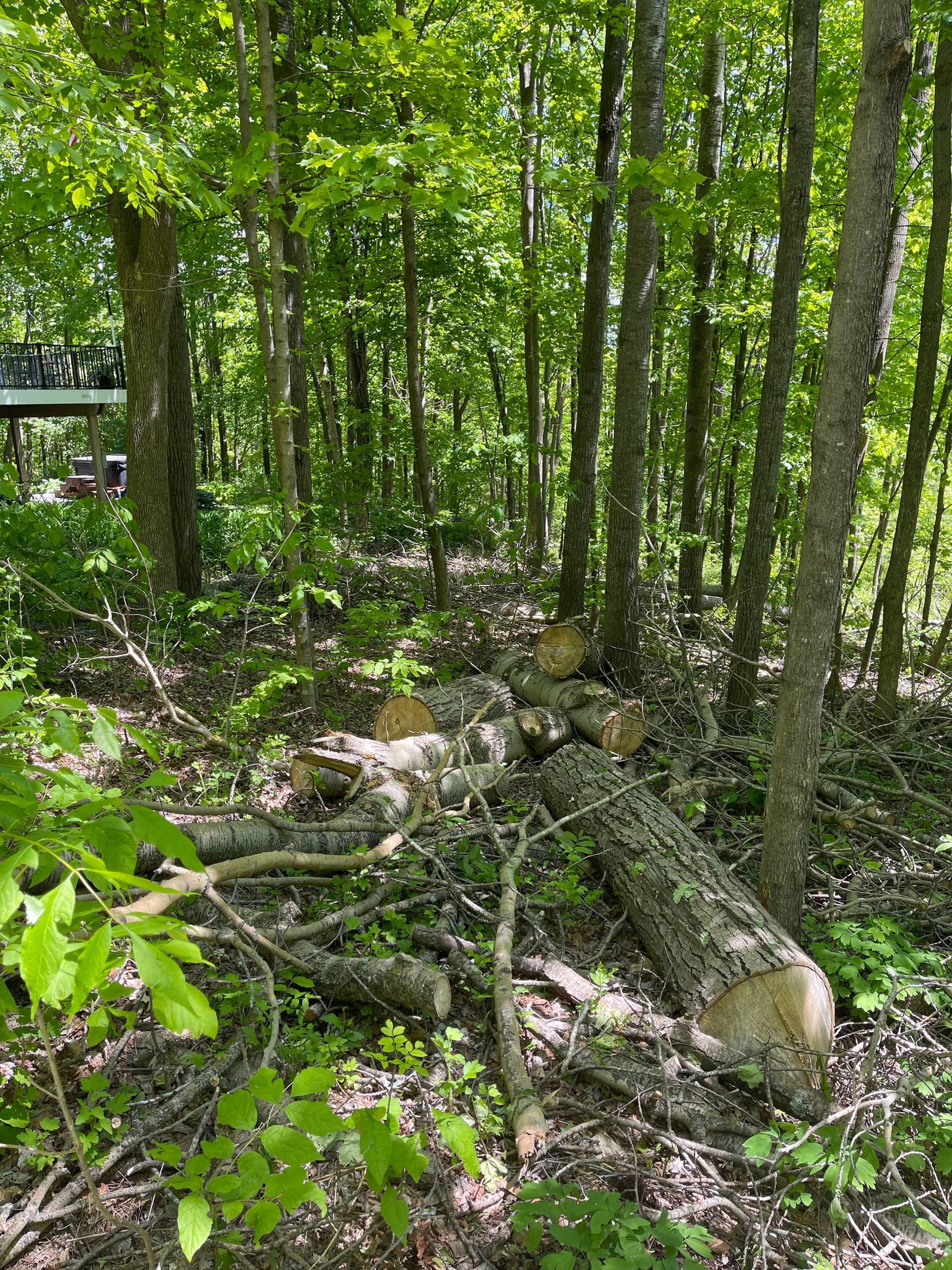 Gallery photos for Forestry Mulching and Log Cleanup in Rib Mountain: Image #7