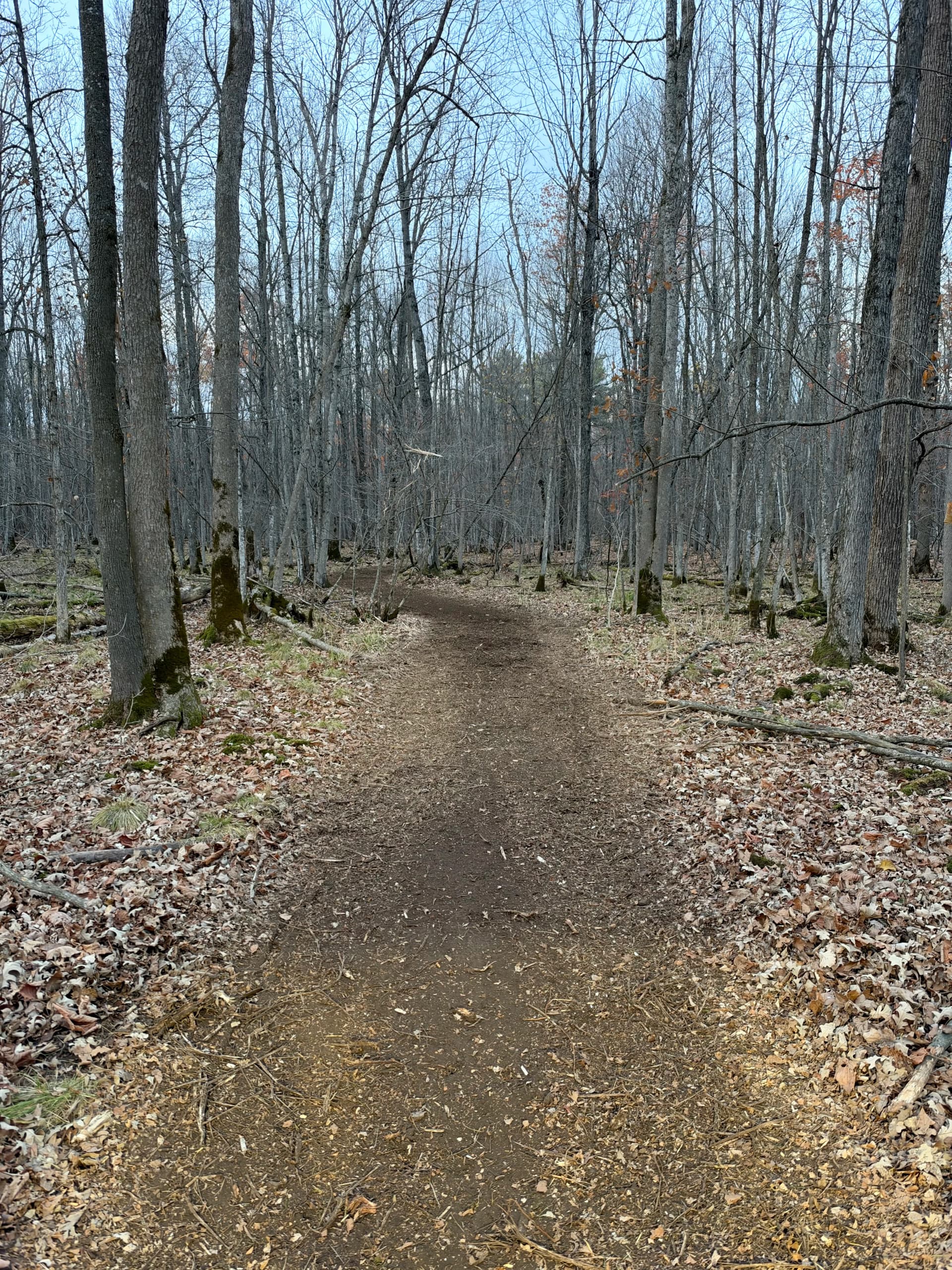 Gallery photos for Forestry Mulching Clears Wooded Trails on a Loyal Farm: Image #1