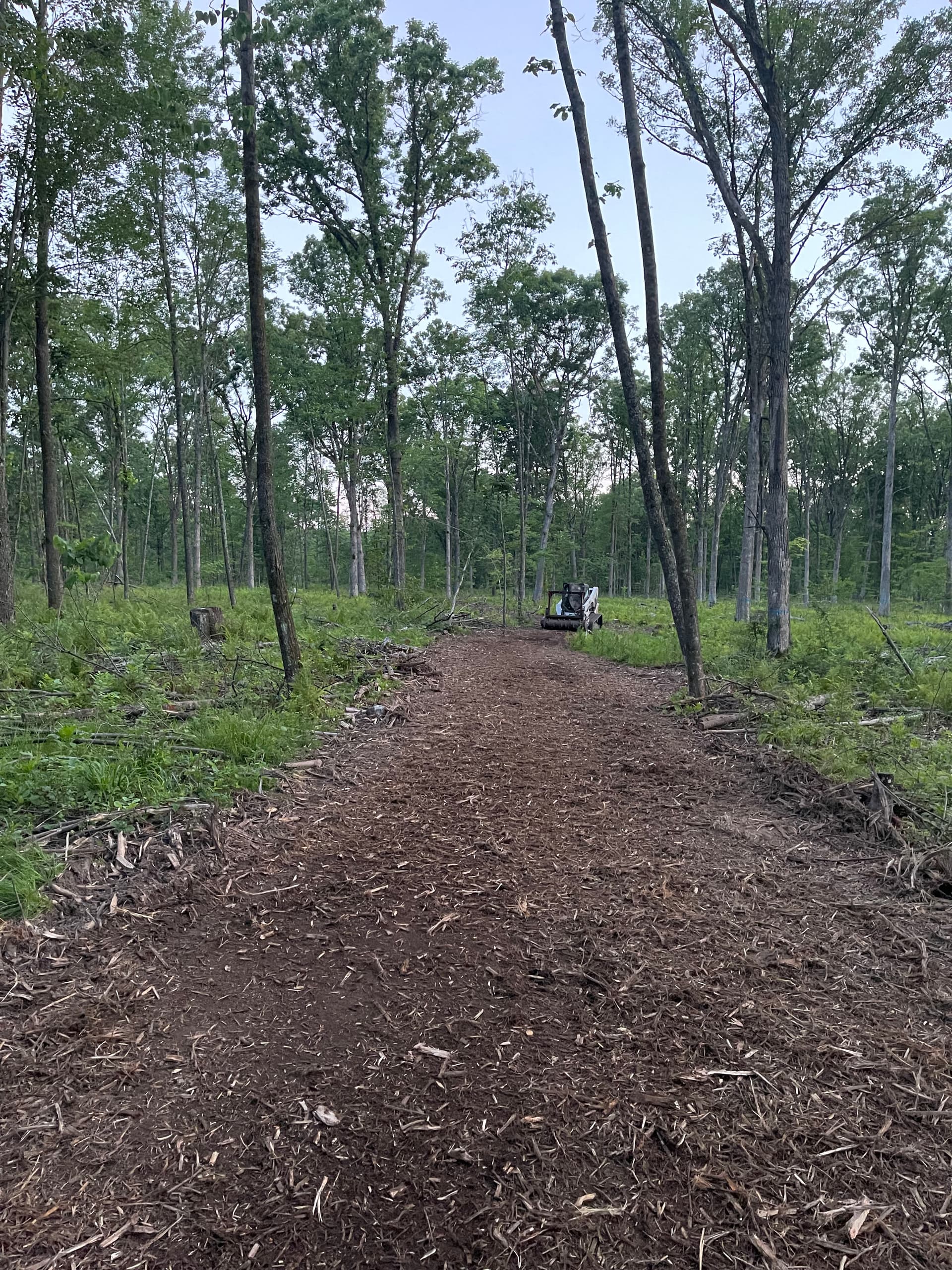 Forestry Mulching Cleans Up Logging Trails Near Neillsville image