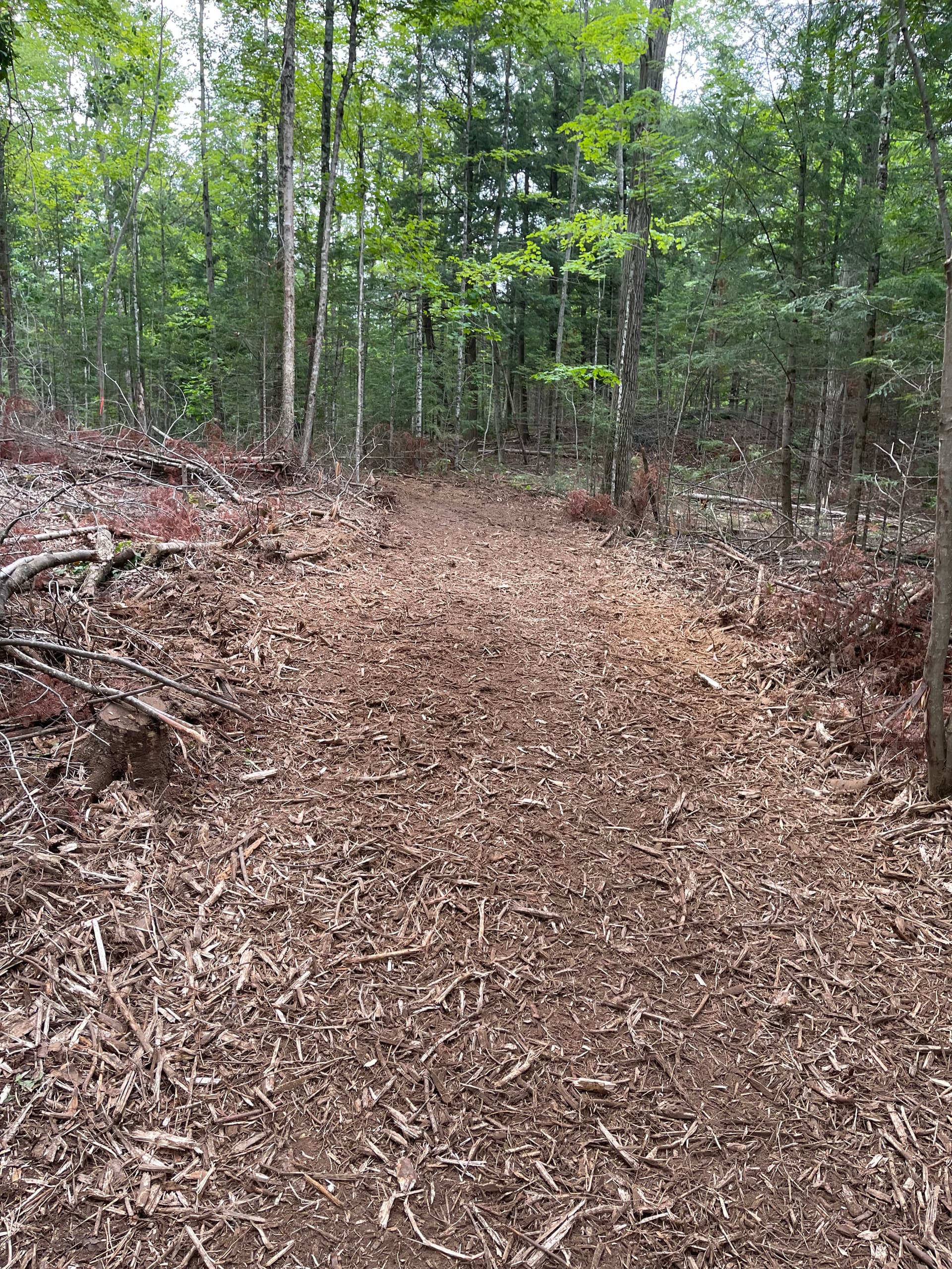 Gallery photos for Timber Slash Mulching Clears a Usable Trail in Rib Lake: Image #9