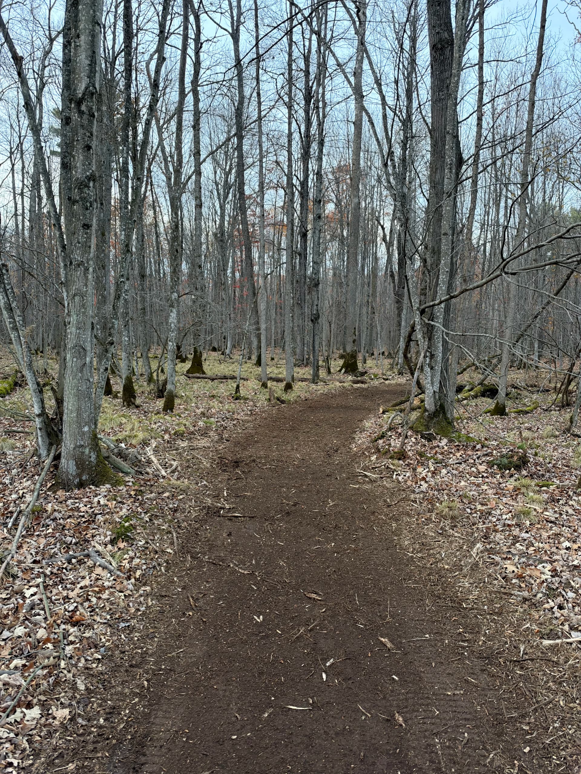 Gallery photos for Forestry Mulching Clears Wooded Trails on a Loyal Farm: Image #2