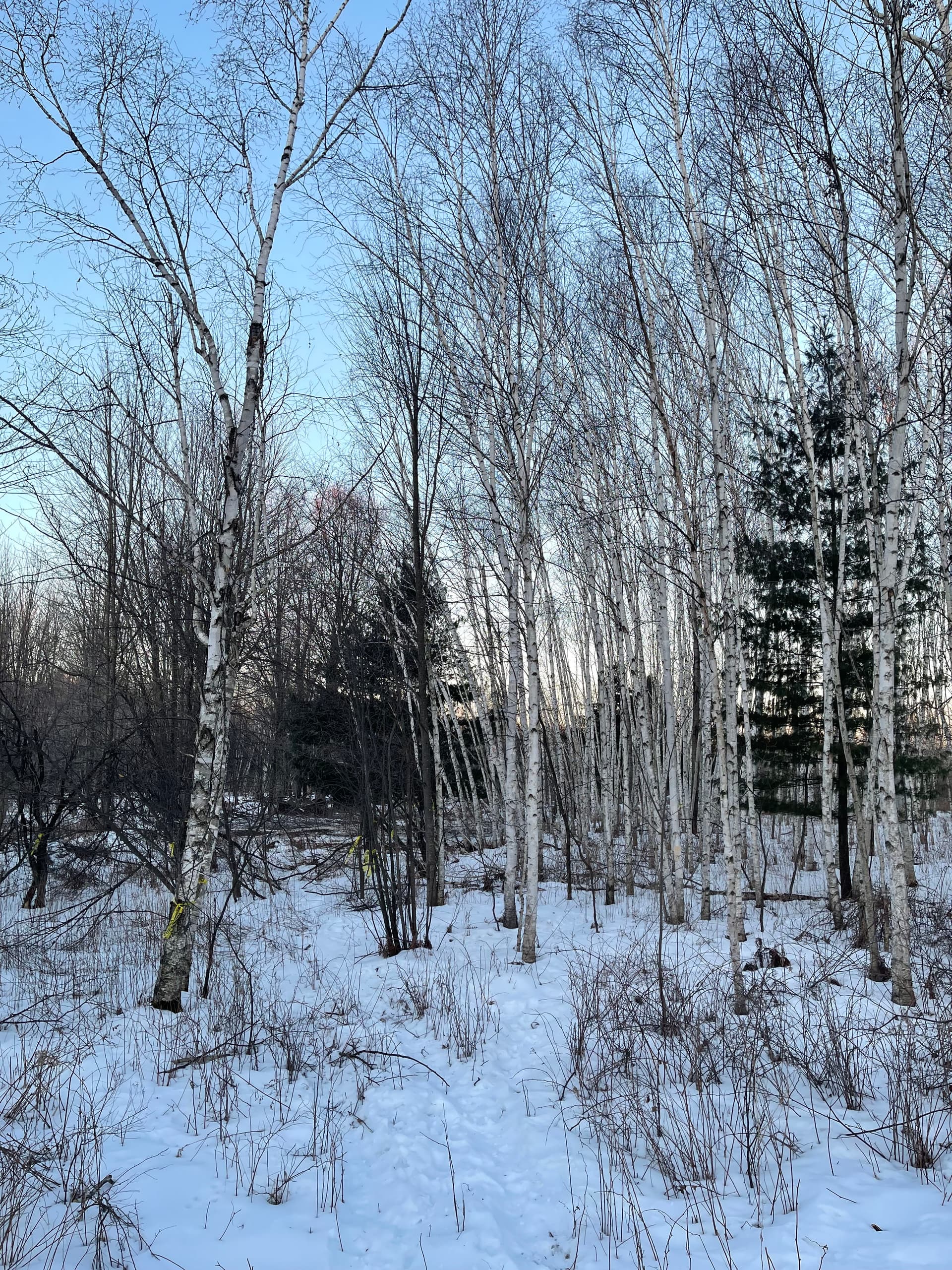 Snowy Forest Transformation in Mosinee with Forestry Mulching image