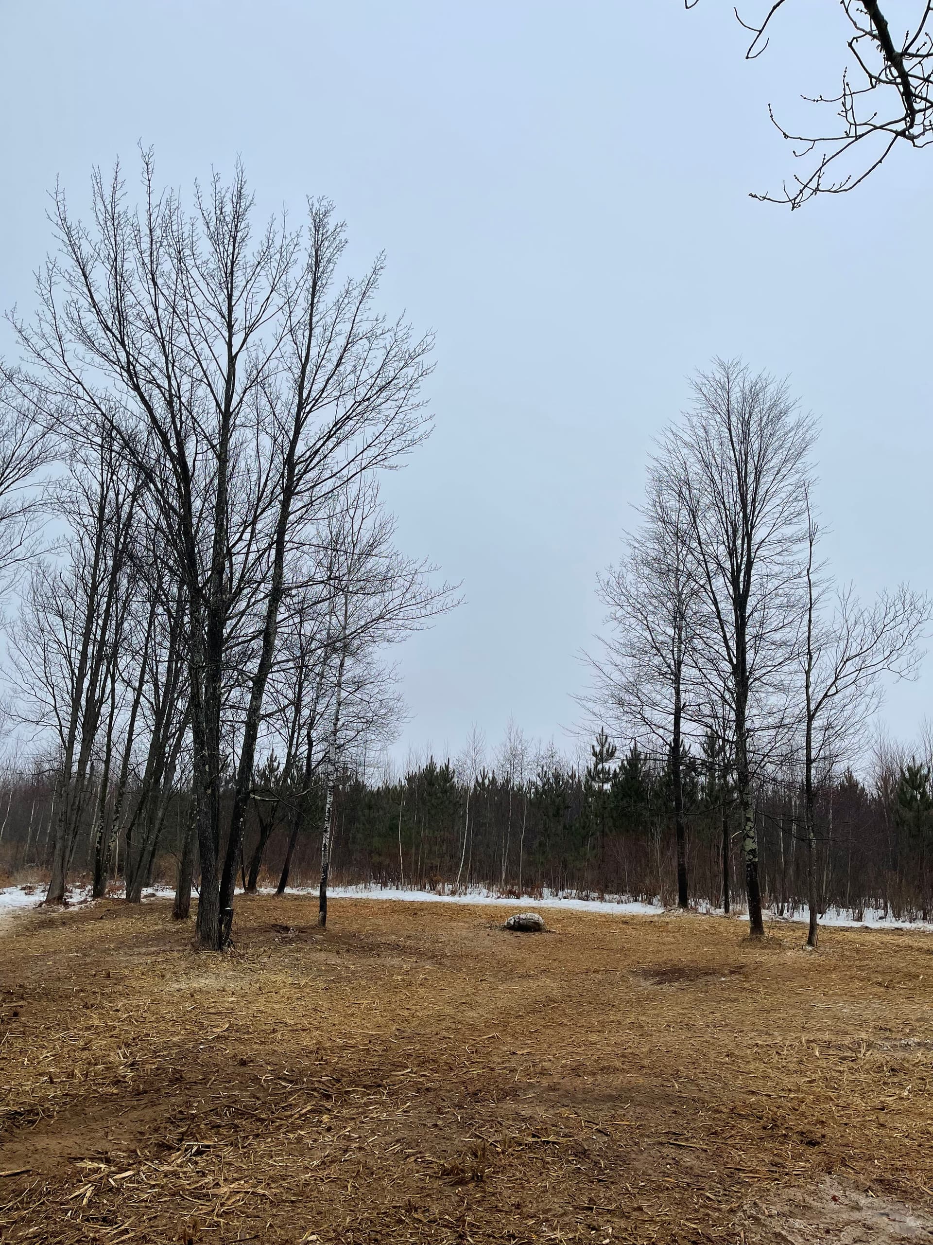 Gallery photos for Land Clearing Success with Forestry Mulching on Pesabic Lake: Image #4