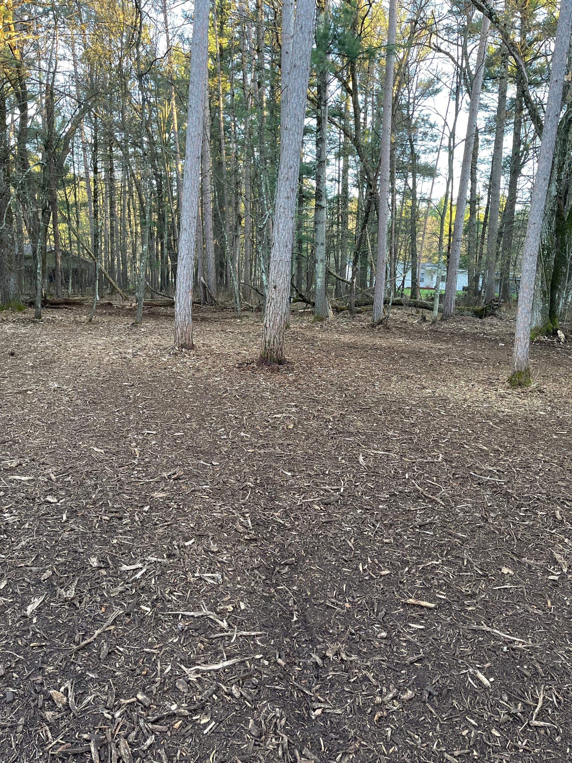 Gallery photos for Backyard Brush Clearing Done Right in Kronenwetter: Image #5