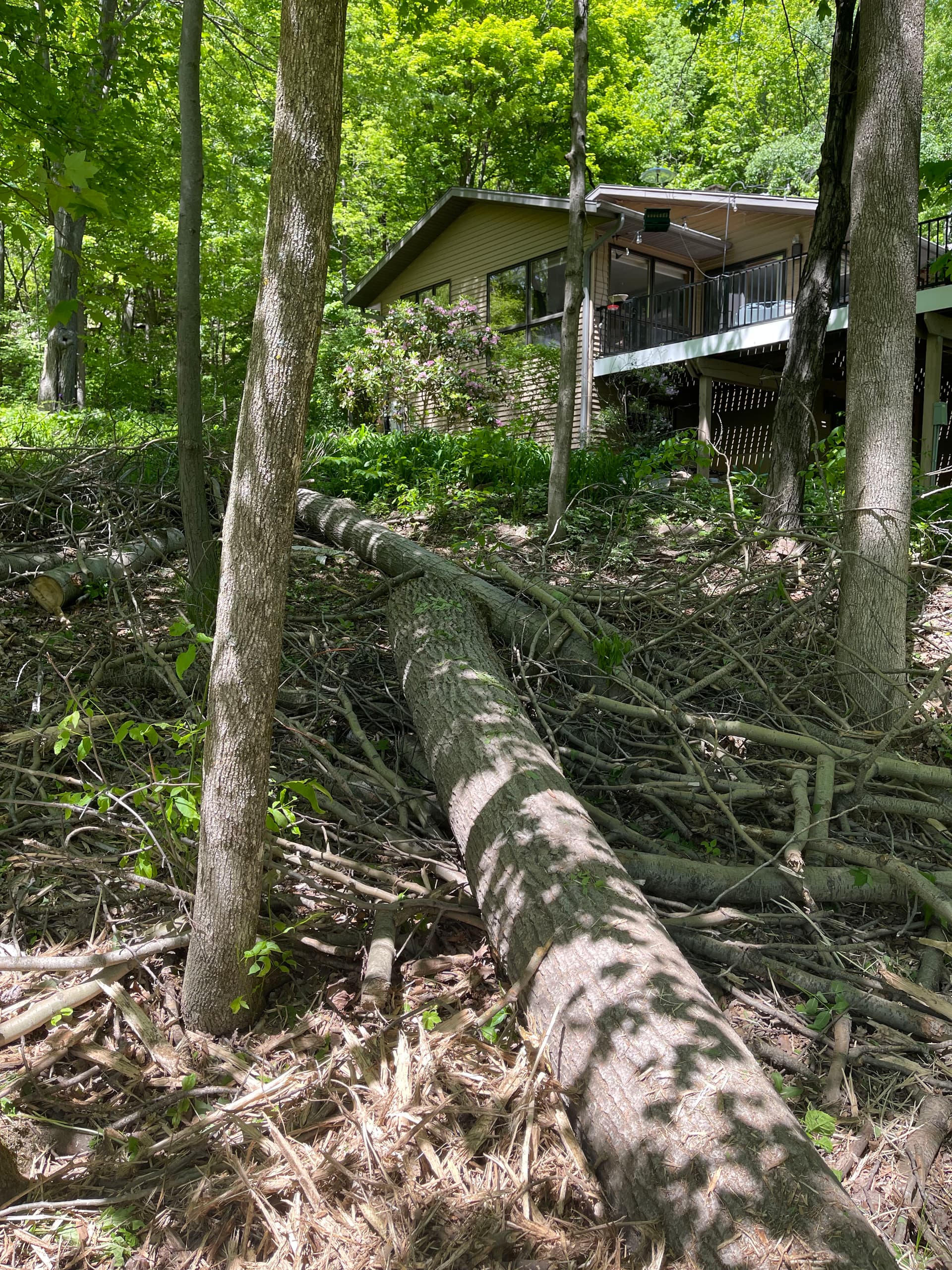 Gallery photos for Forestry Mulching and Log Cleanup in Rib Mountain: Image #8