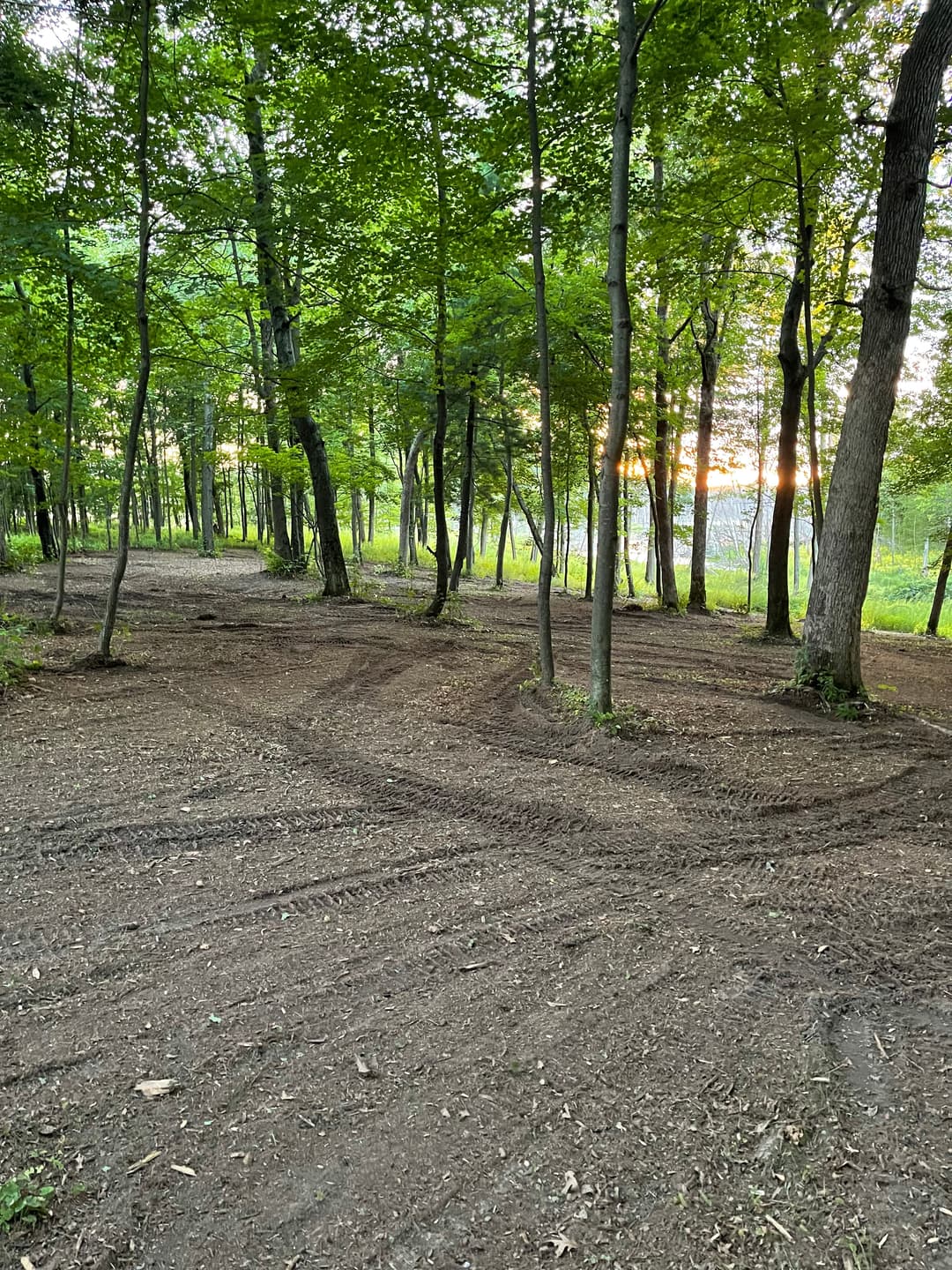 Forest path with tire tracks at sunset, surrounded by lush green trees.