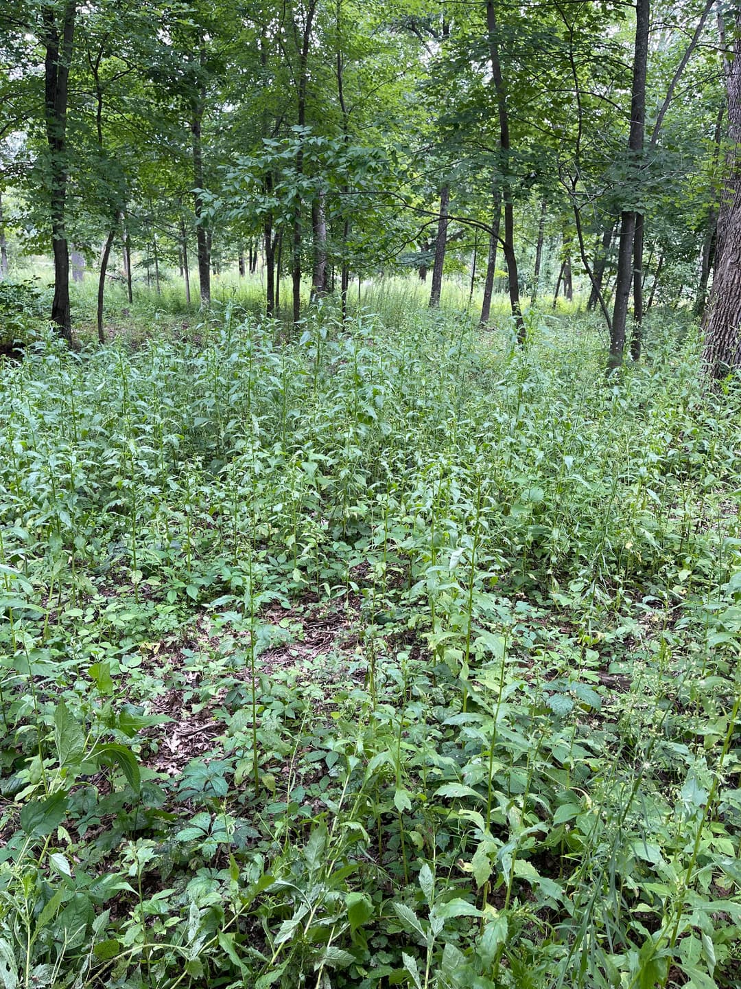 Lush green forest undergrowth with dense vegetation and tall plants in a wooded area.