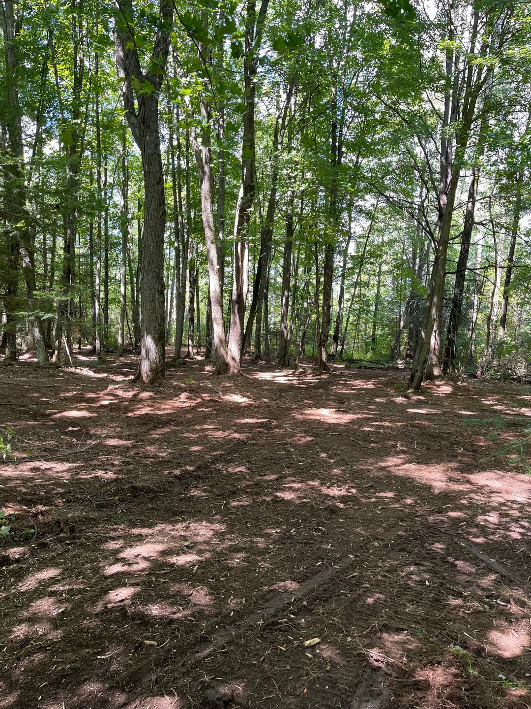 Sunlit forest clearing surrounded by tall trees and lush greenery, ideal for nature exploration.