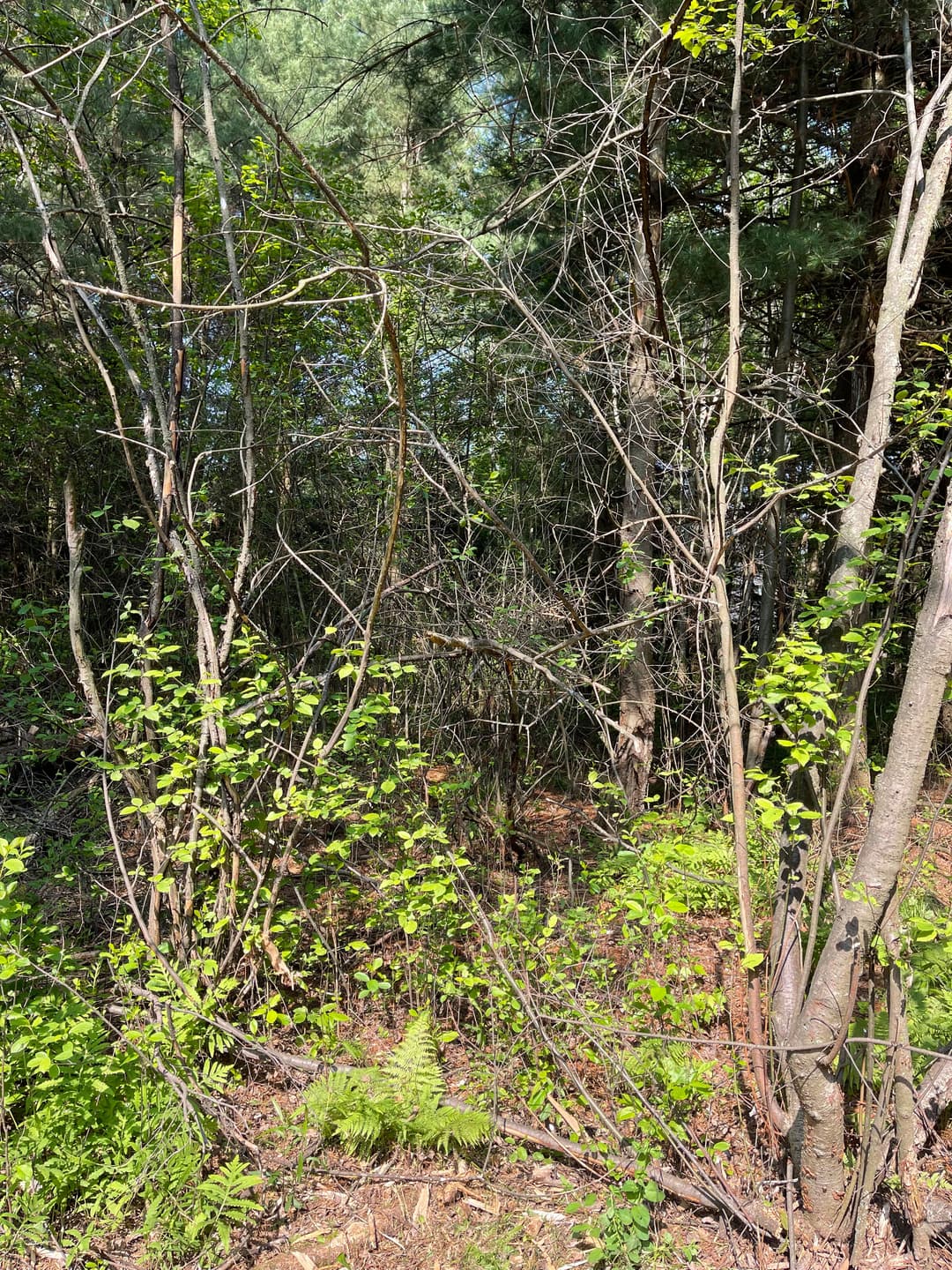 Dense forest scene featuring green ferns and underbrush, surrounded by trees and branches.