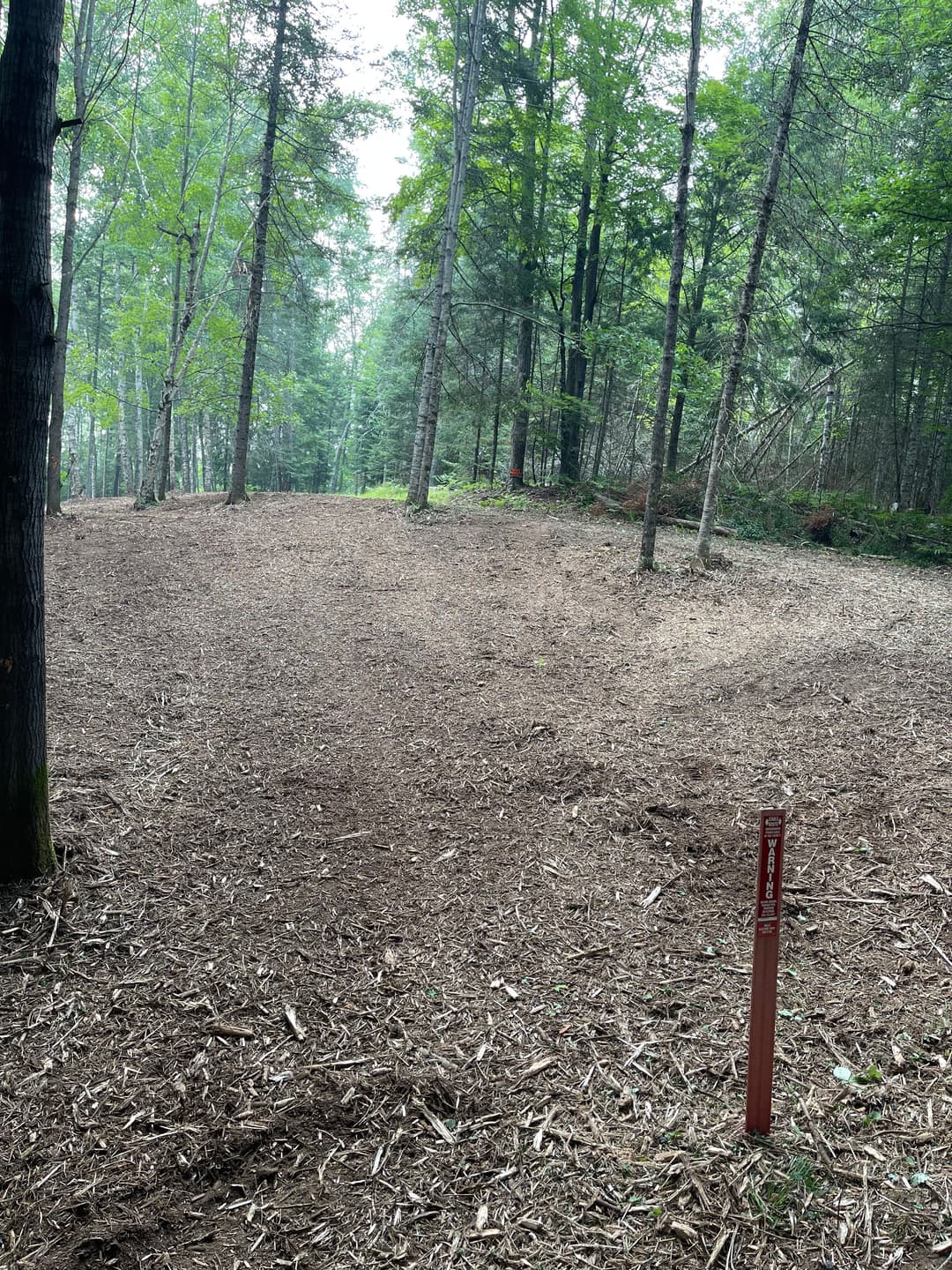 Cleared forest area with fresh mulch and a red marker post among tall trees.