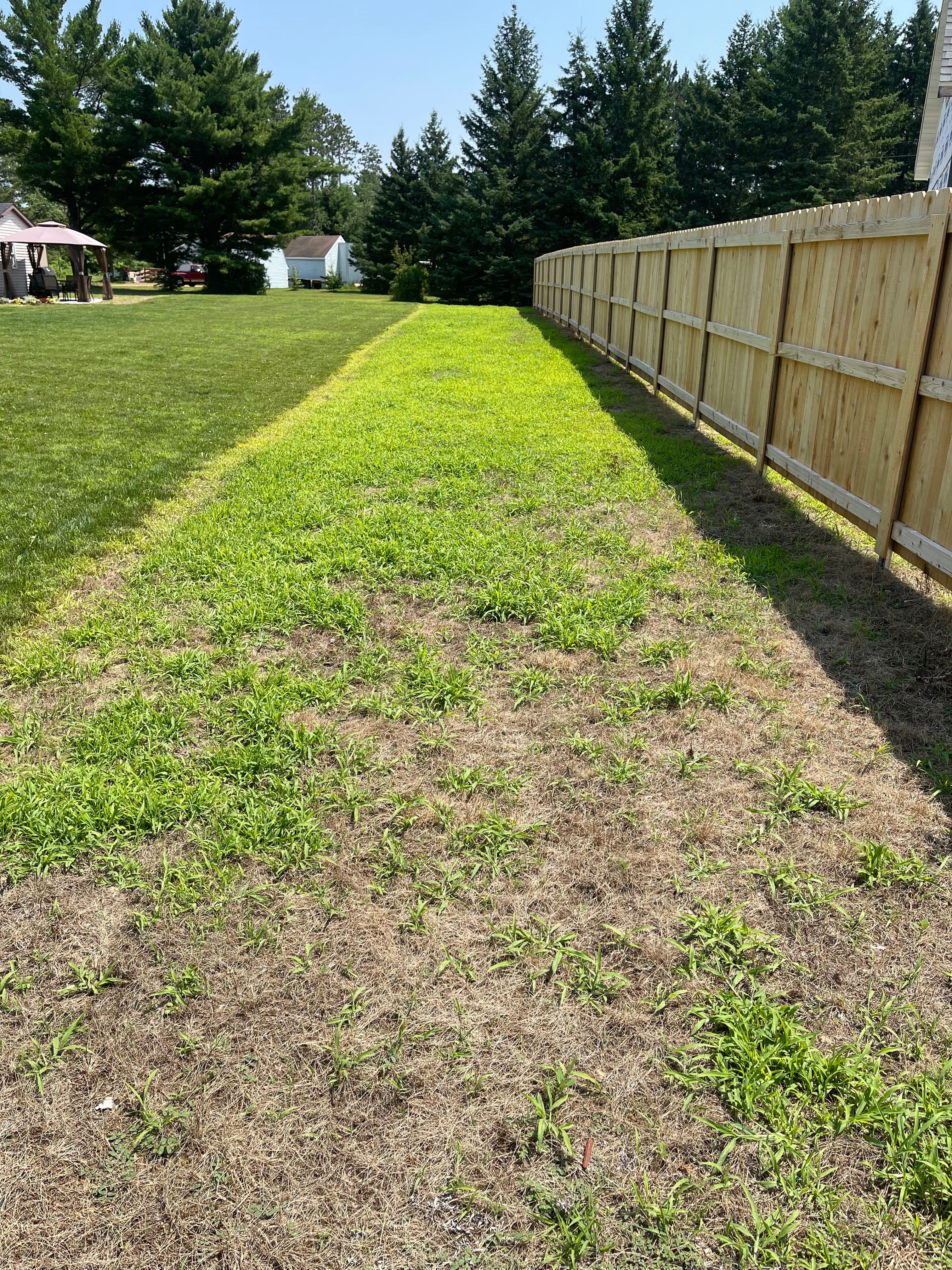 Lush green grass contrasting with dry patches beside a wooden fence in sunny weather.