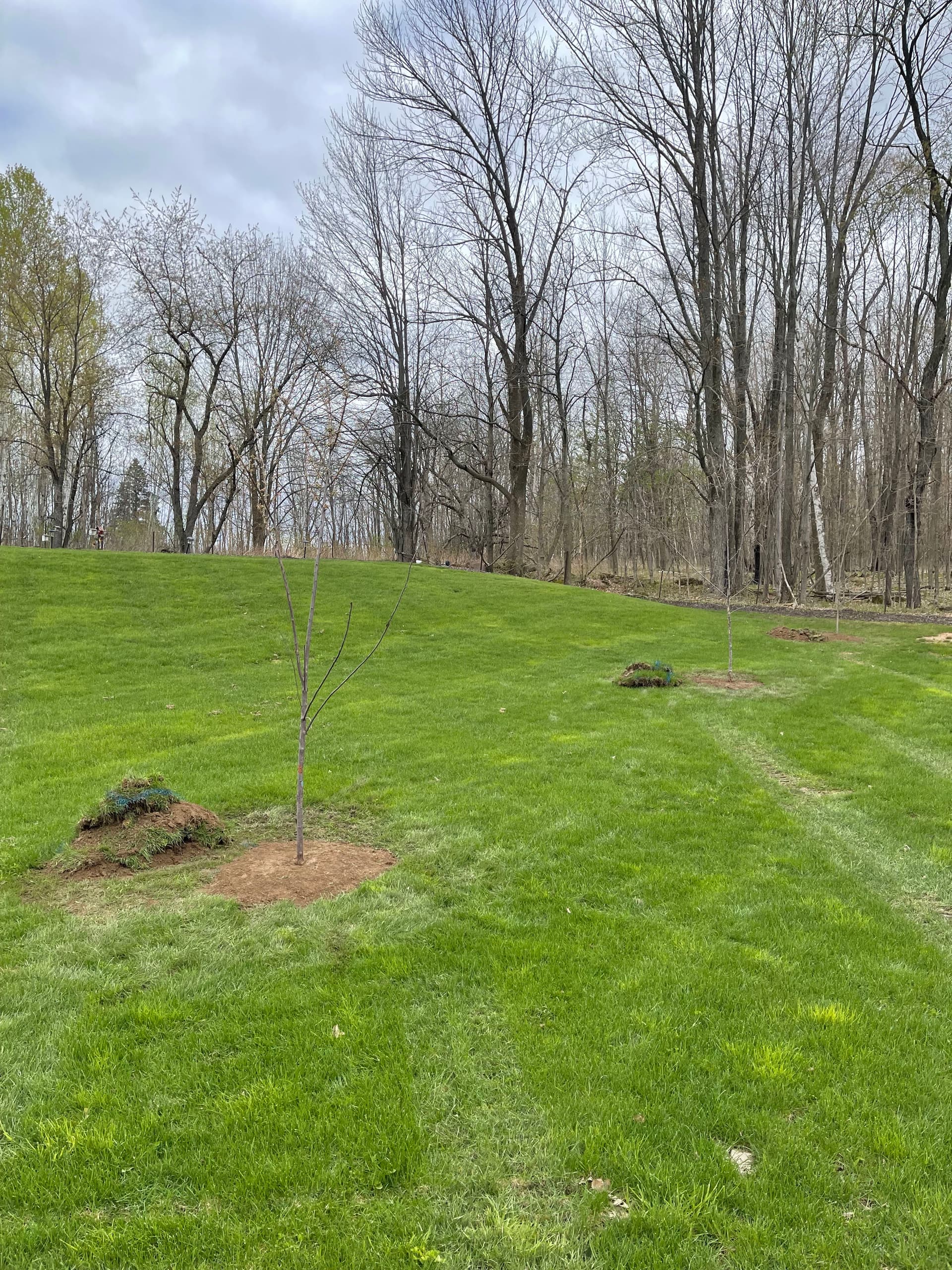 Gallery photos for Apple Tree Transplanting Done Right in Mosinee: Image #3