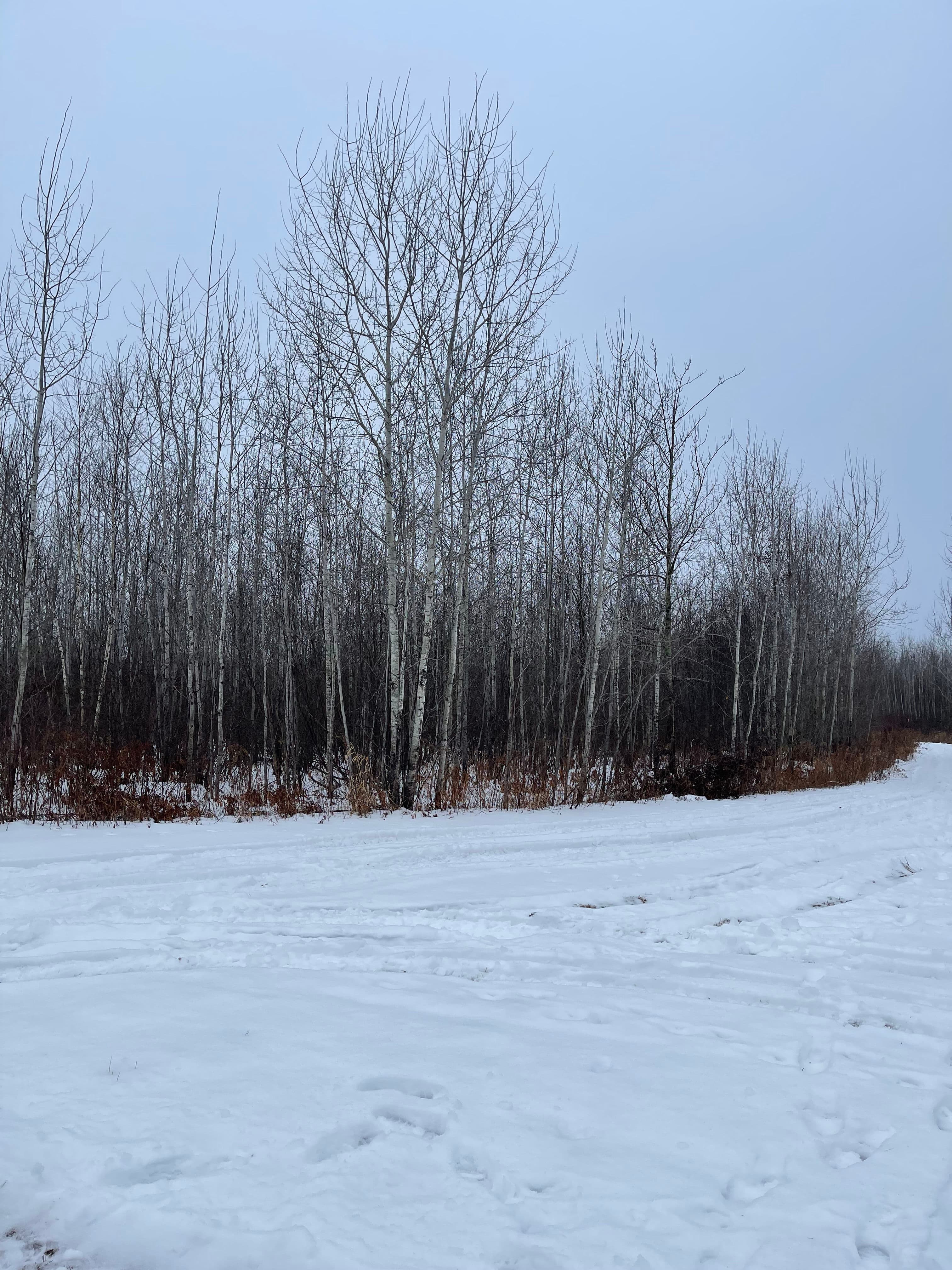 Land Clearing Success with Forestry Mulching on Pesabic Lake