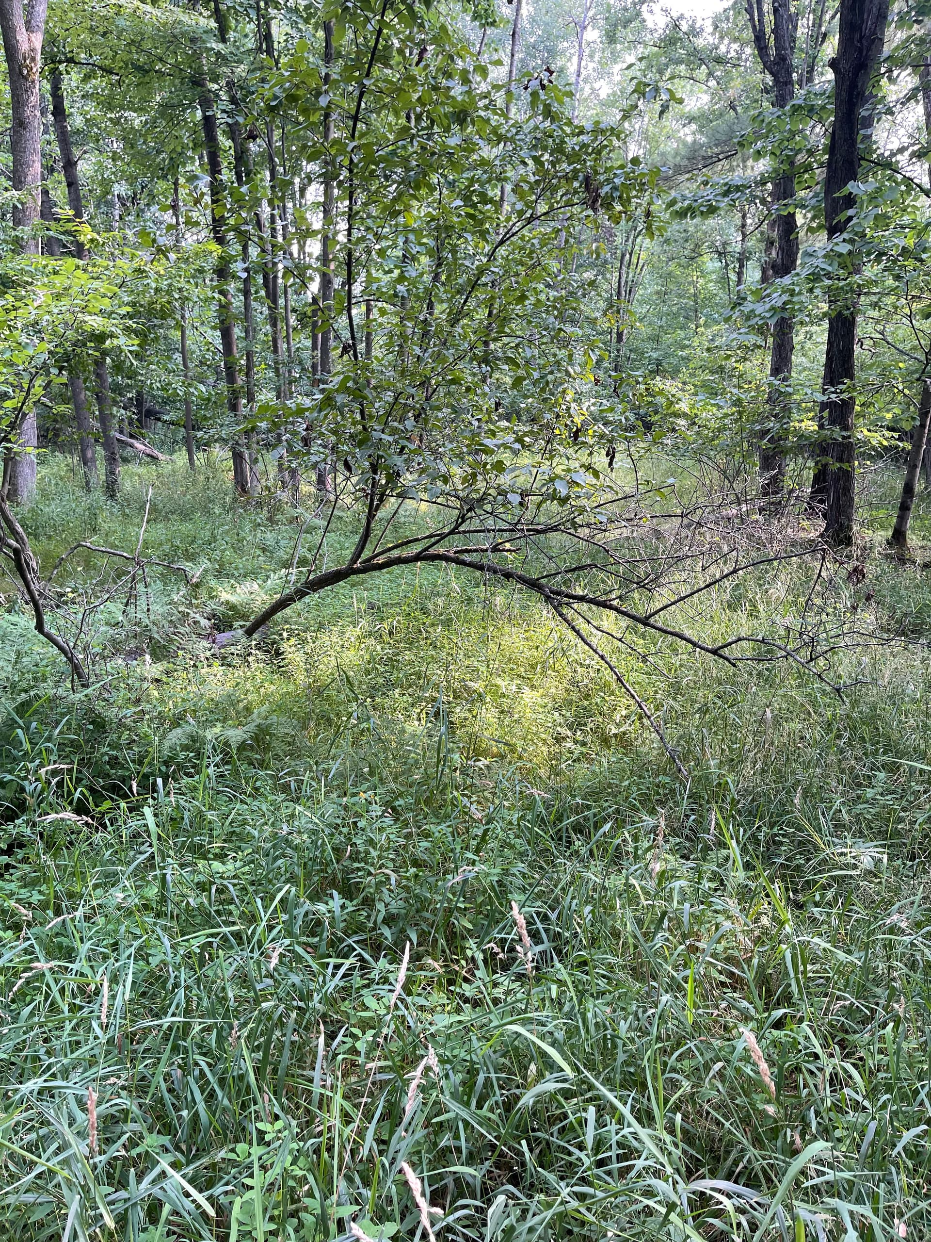 Gallery photos for Farm Trail Cleared and Opened Up in Loyal: Image #2