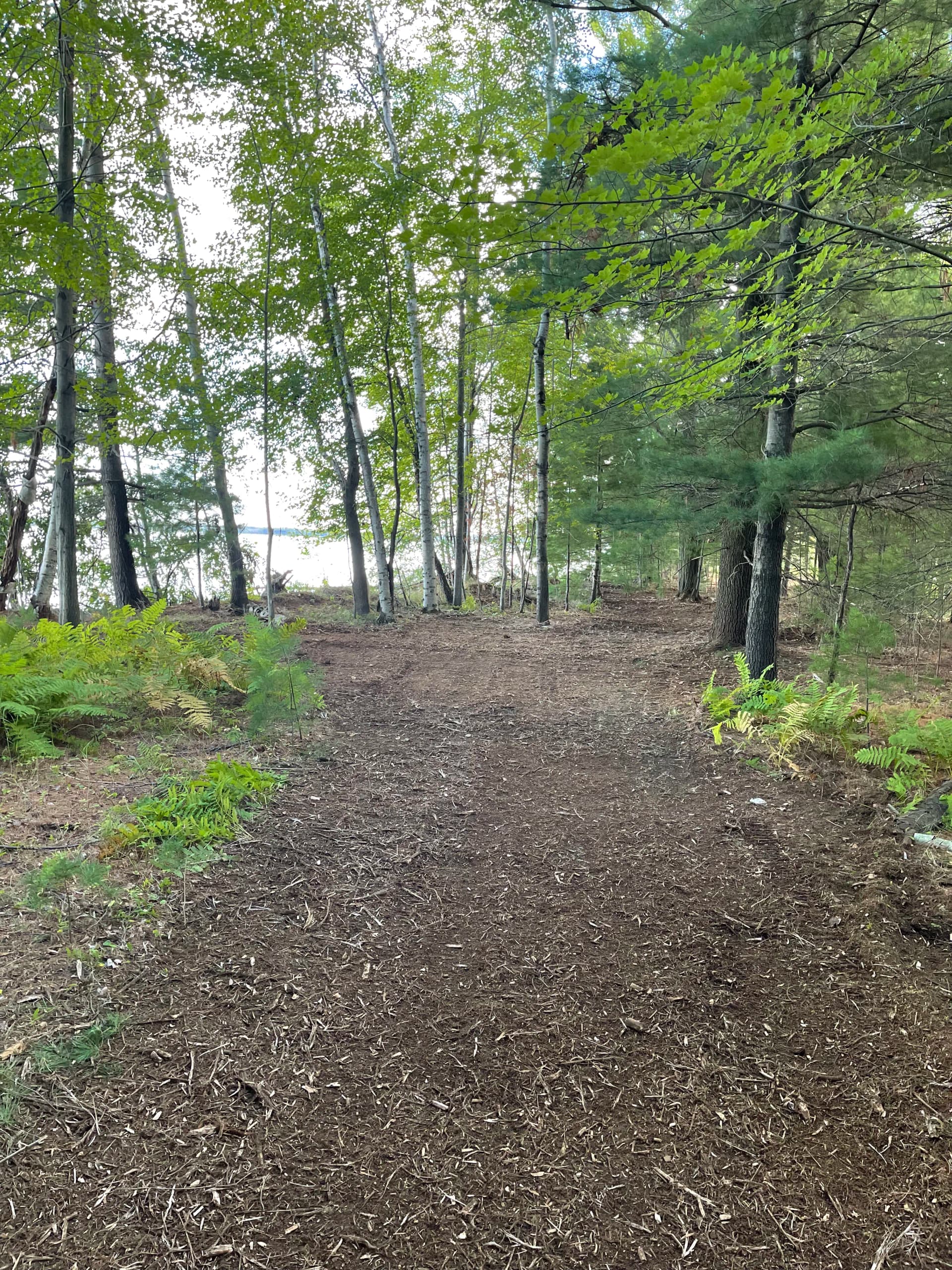 Gallery photos for Forestry Mulching Clears Overgrown Lake DuBay Shoreline in Mosinee: Image #9