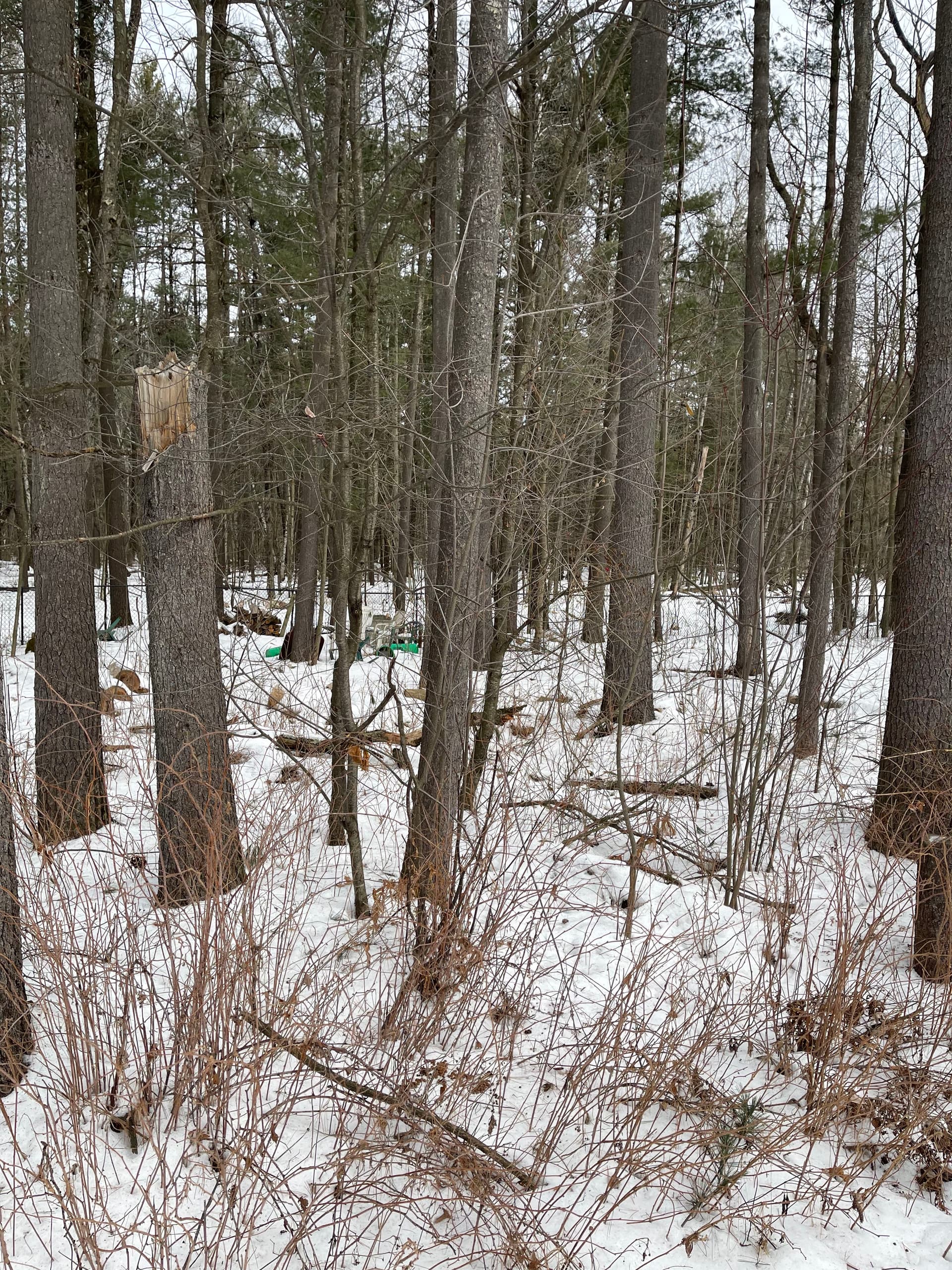 Gallery photos for Forestry Mulching Project in Wausau: Image #2