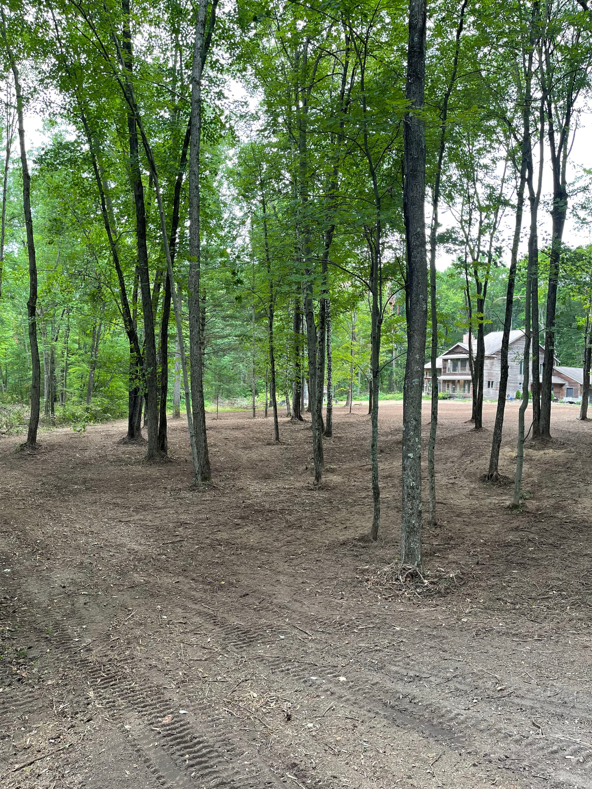 Gallery photos for Forestry Mulching Opens Up Overgrown Front Yard Near Pallen Lake: Image #2