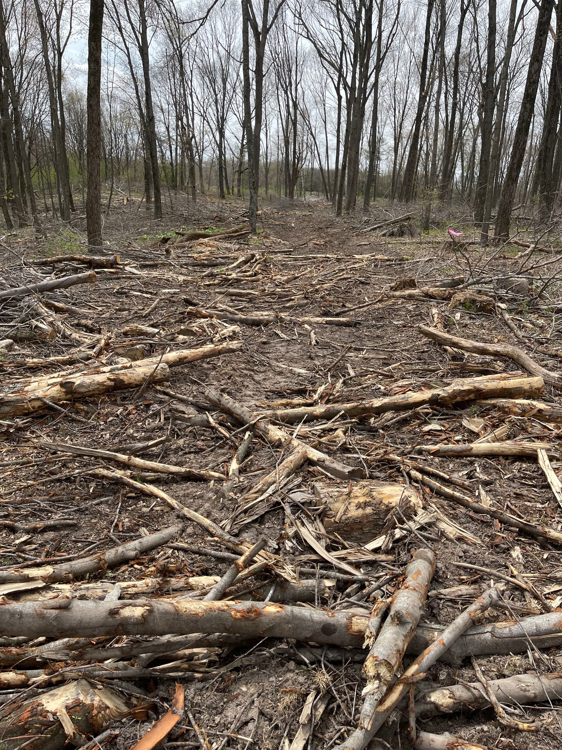 Gallery photos for Forestry Mulching Cleans Up Logging Debris in New Hope: Image #3