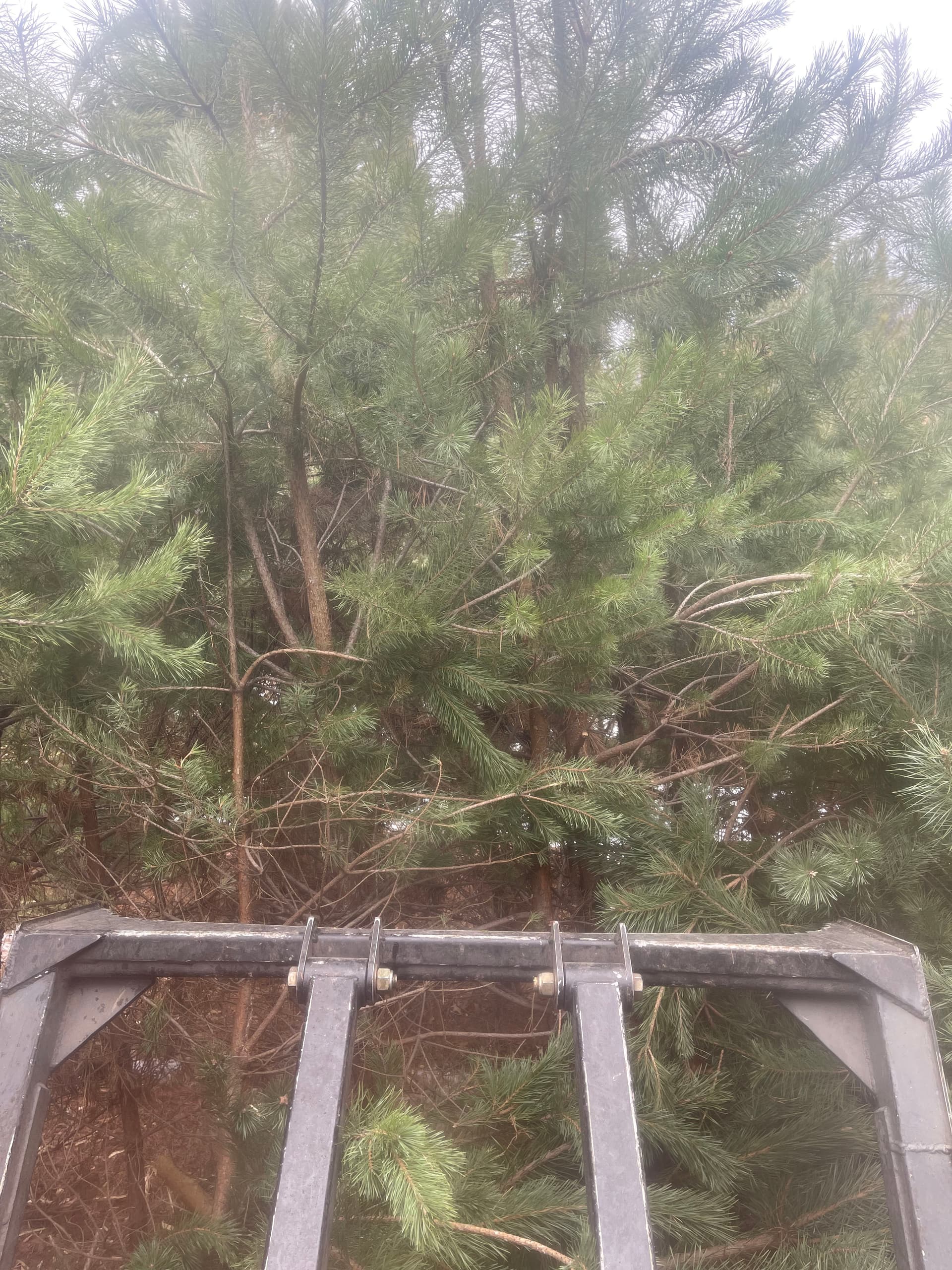 Gallery photos for Forestry Mulching Success in Custer's Winter Landscape: Image #2