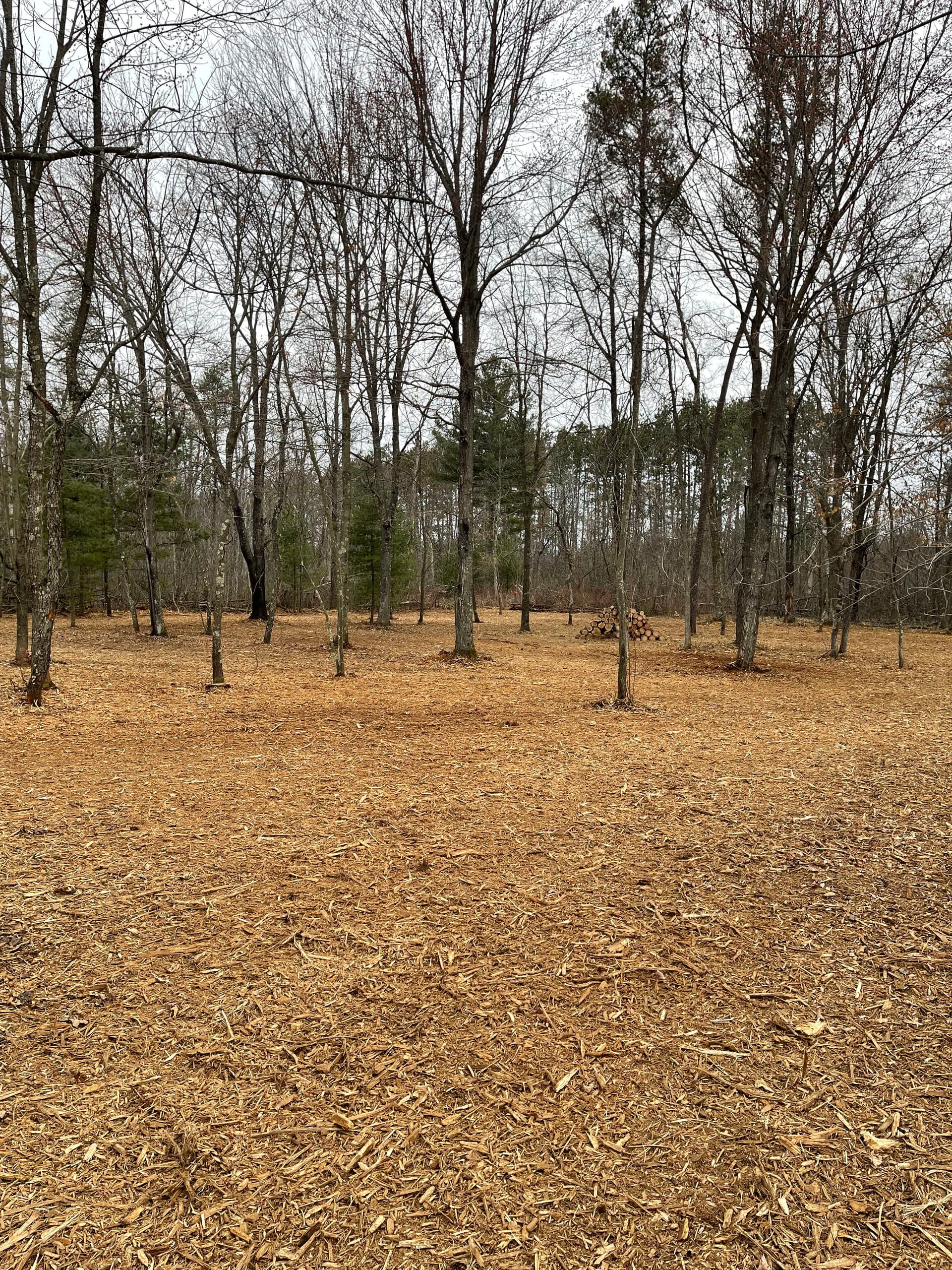 Thick Brush Cleared Near Lake DuBay with Forestry Mulching image