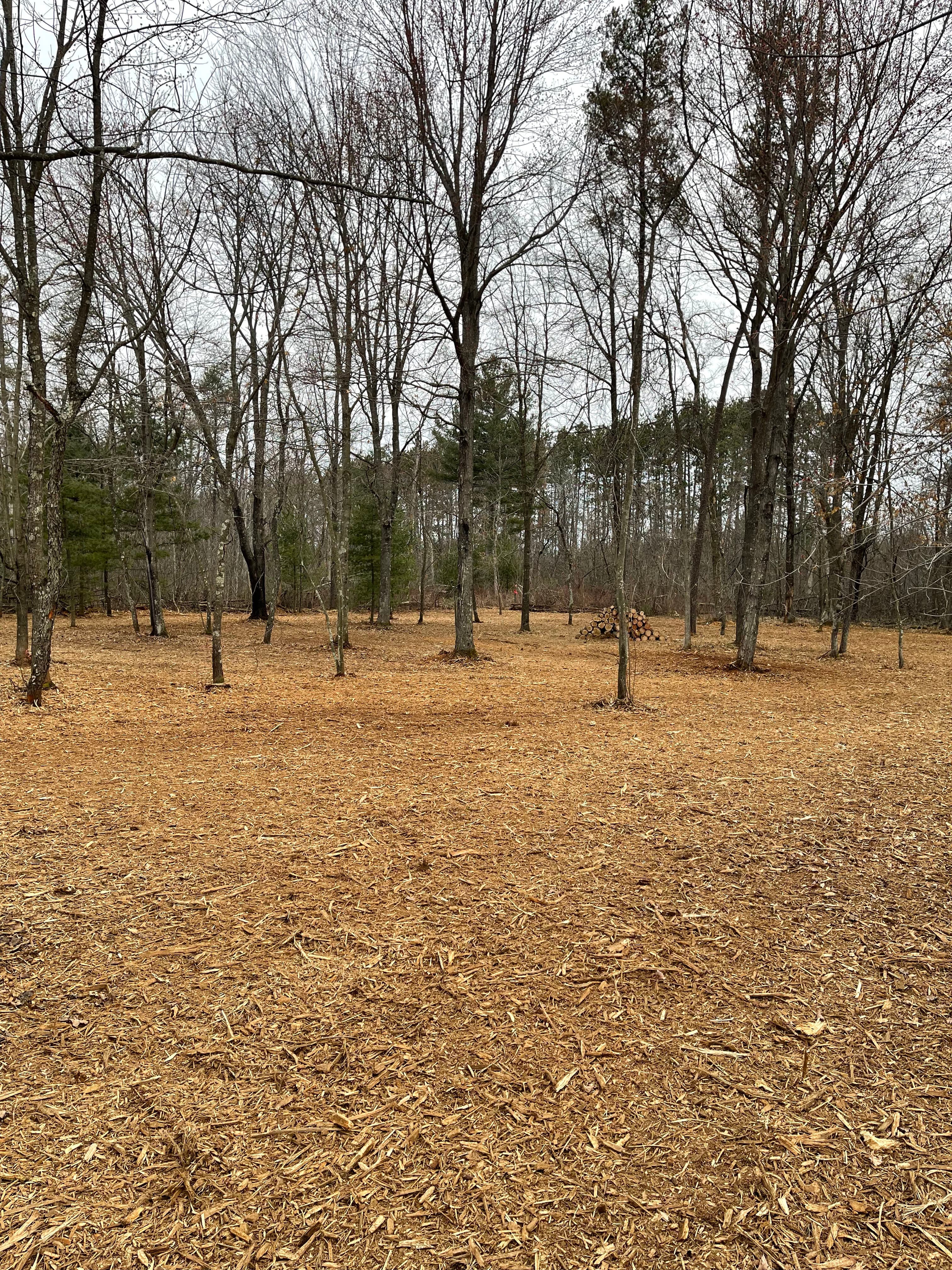 Project Thick Brush Cleared Near Lake DuBay with Forestry Mulching image