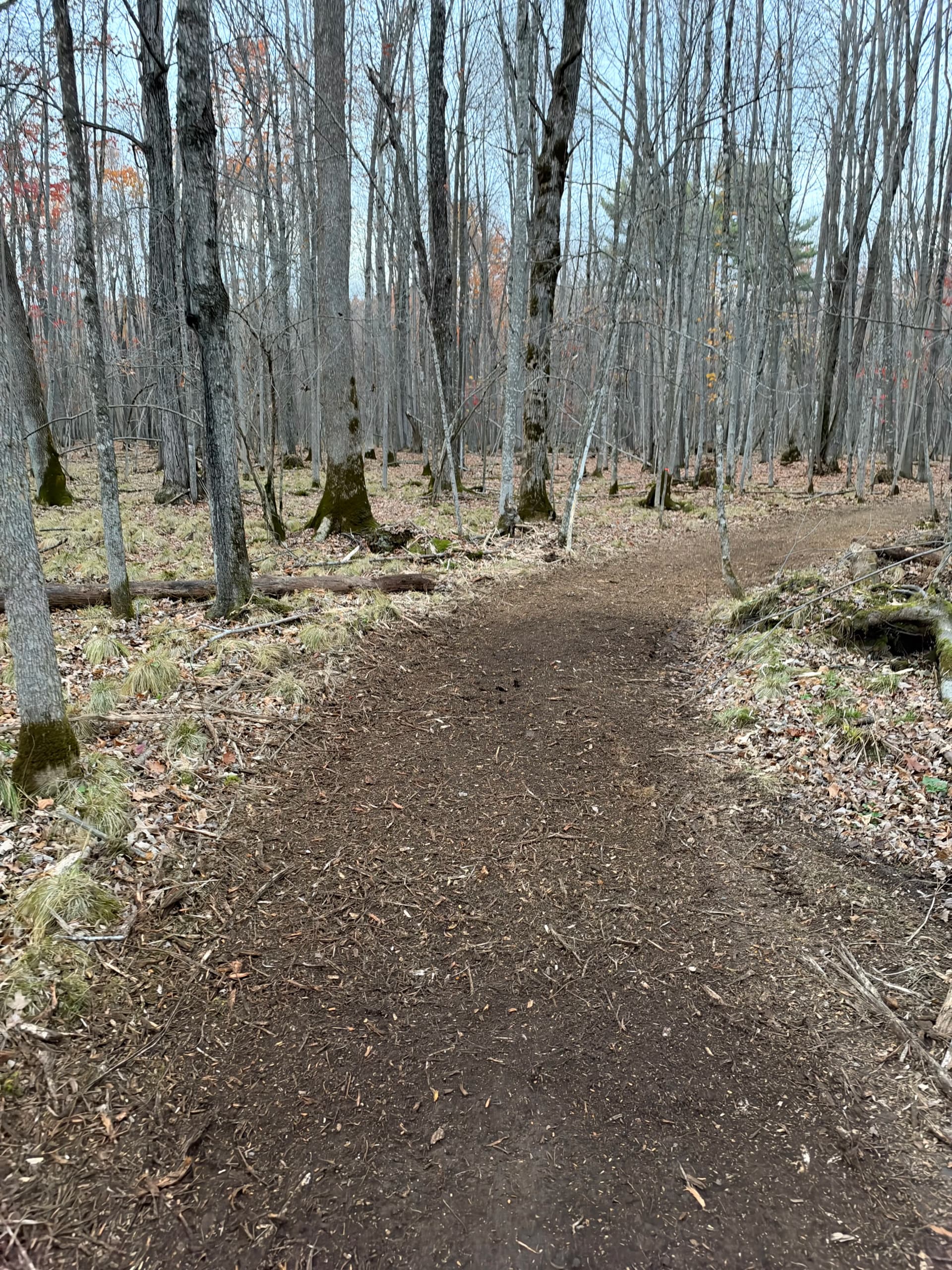 Gallery photos for Forestry Mulching Clears Wooded Trails on a Loyal Farm: Image #3