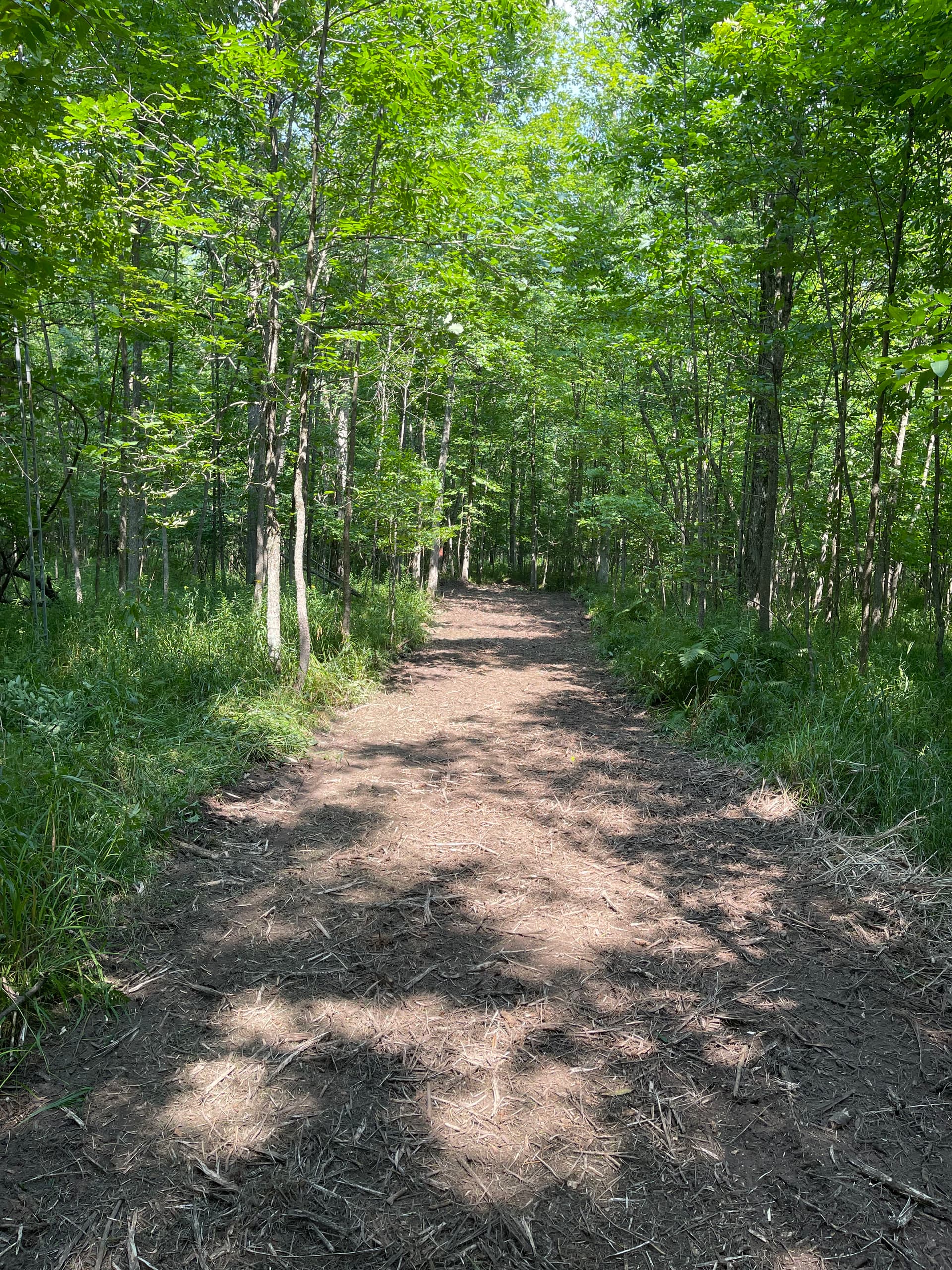 Gallery photos for Forestry Mulching for Hunting Season Prep Near Loyal: Image #9