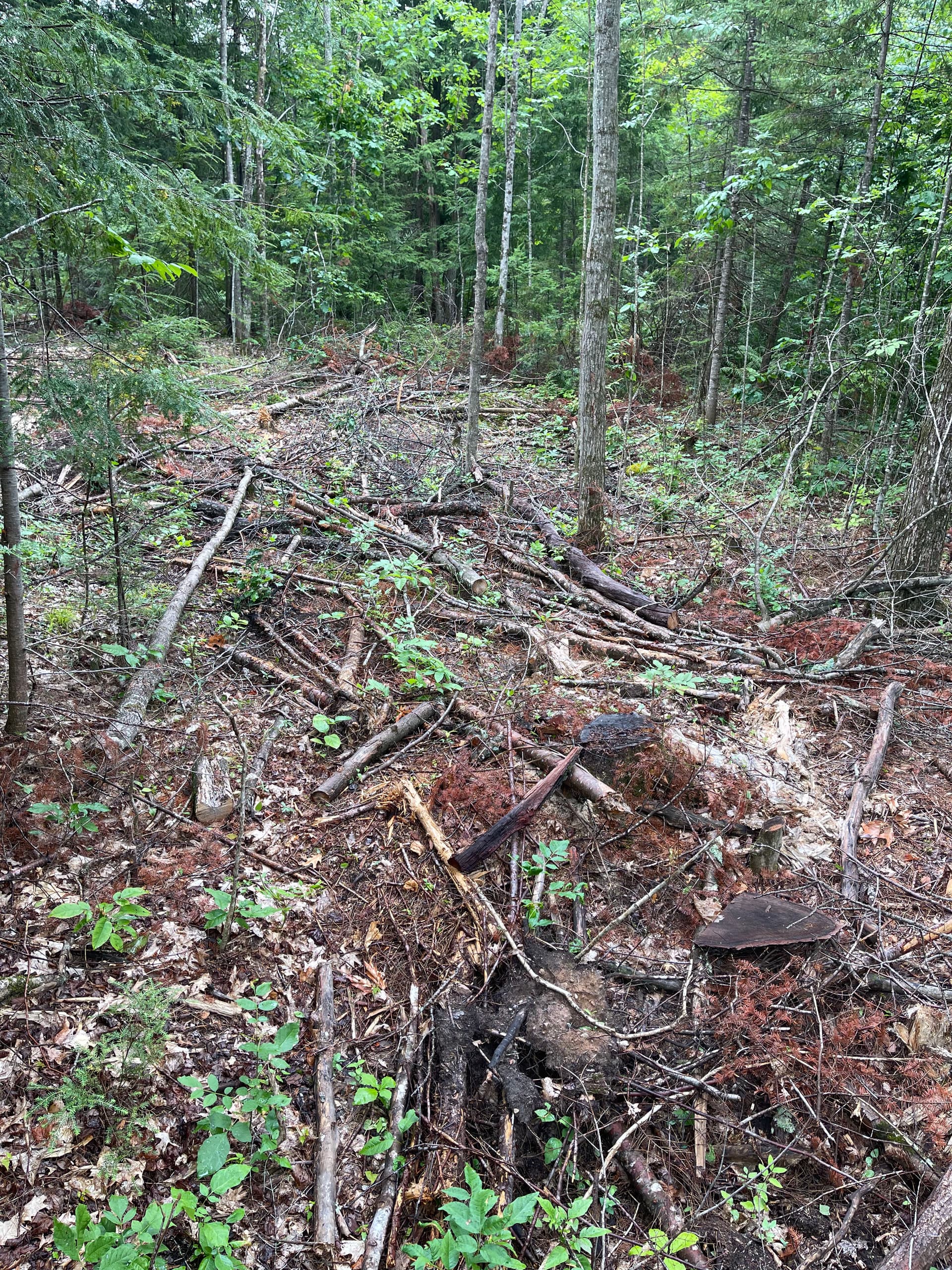 Gallery photos for Timber Slash Mulching Clears a Usable Trail in Rib Lake: Image #3
