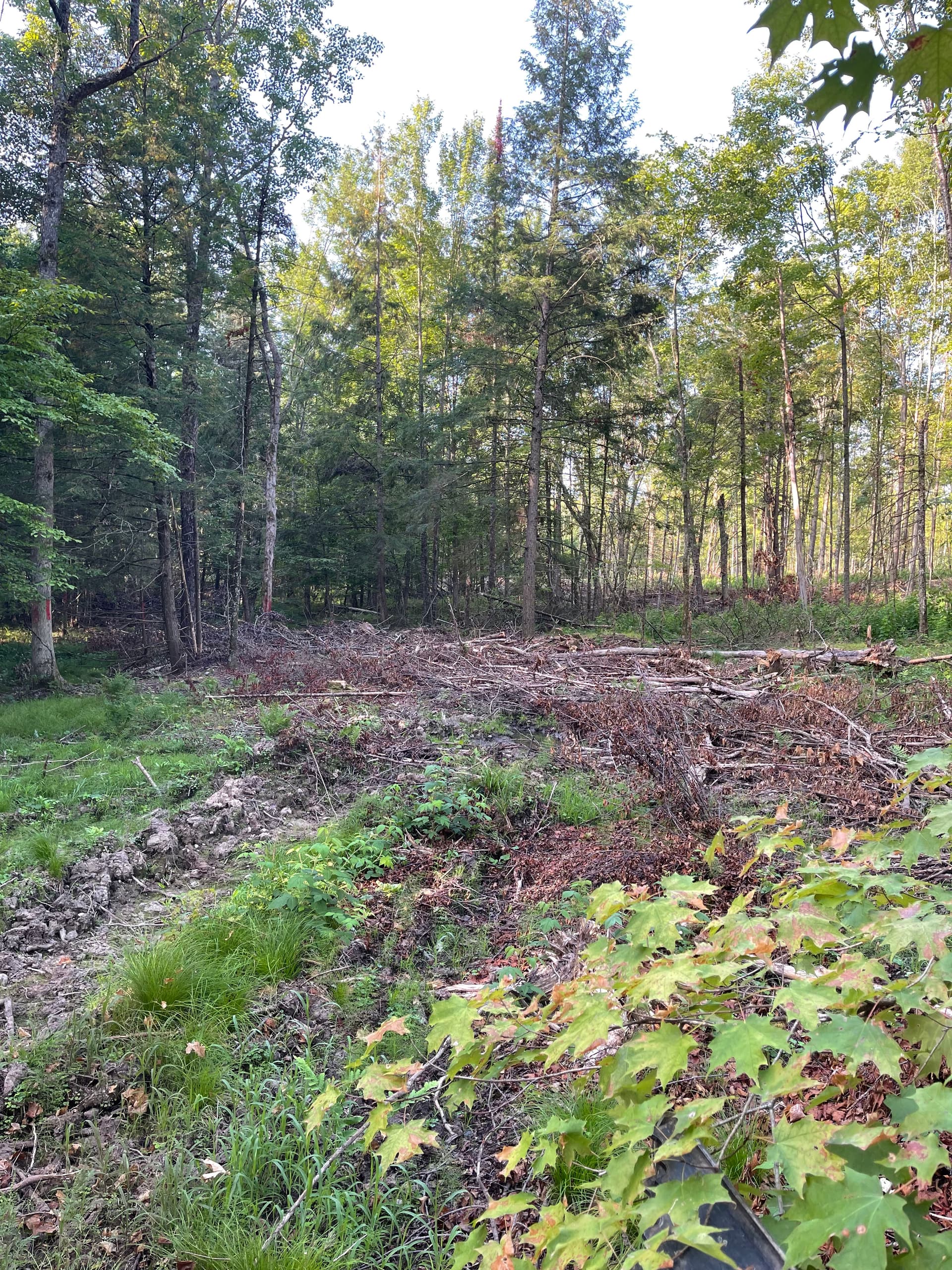 Gallery photos for Post-Logging Trail Cleanup with Forestry Mulching in Athens: Image #2