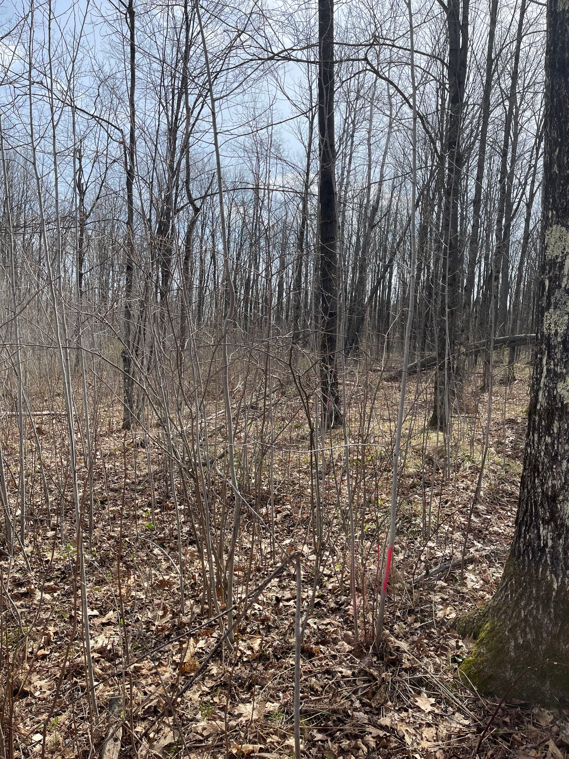 Gallery photos for Forestry Mulching and Trail Clearing Opens Up Merrill Property: Image #4