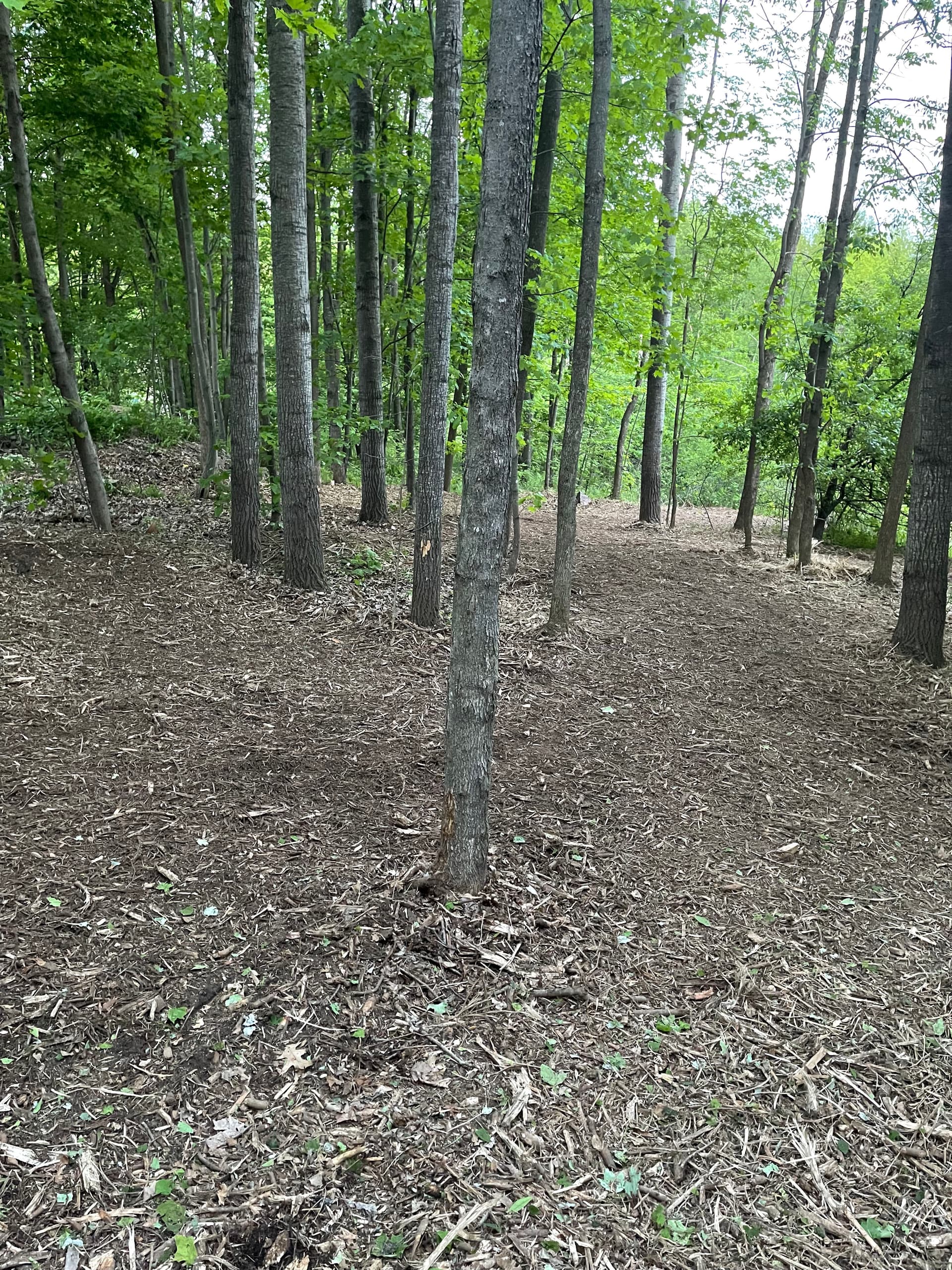 Forestry Mulching and Log Cleanup in Rib Mountain image