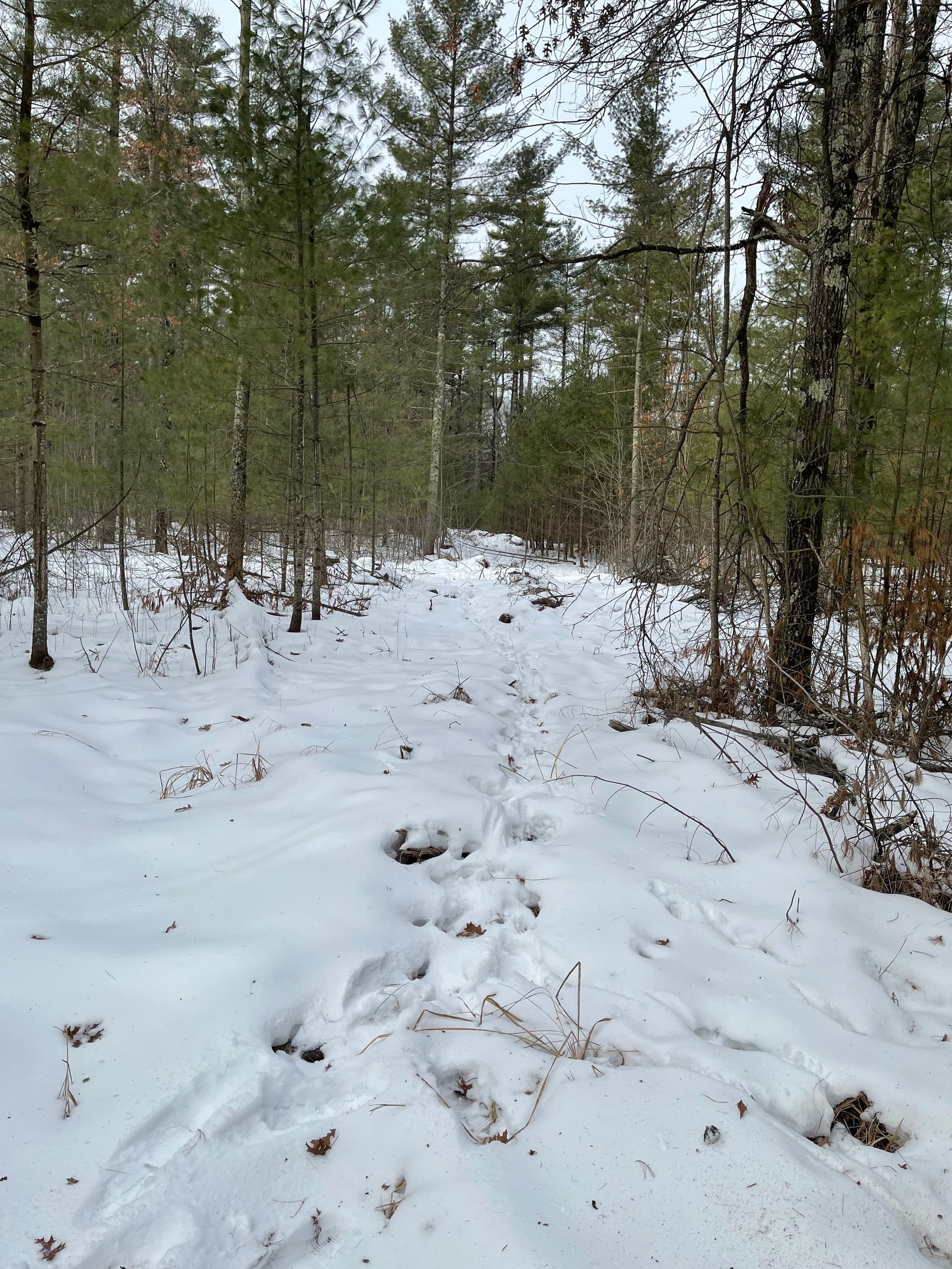 Gallery photos for Trail Creation with Forestry Mulching in Neillsville: Image #3