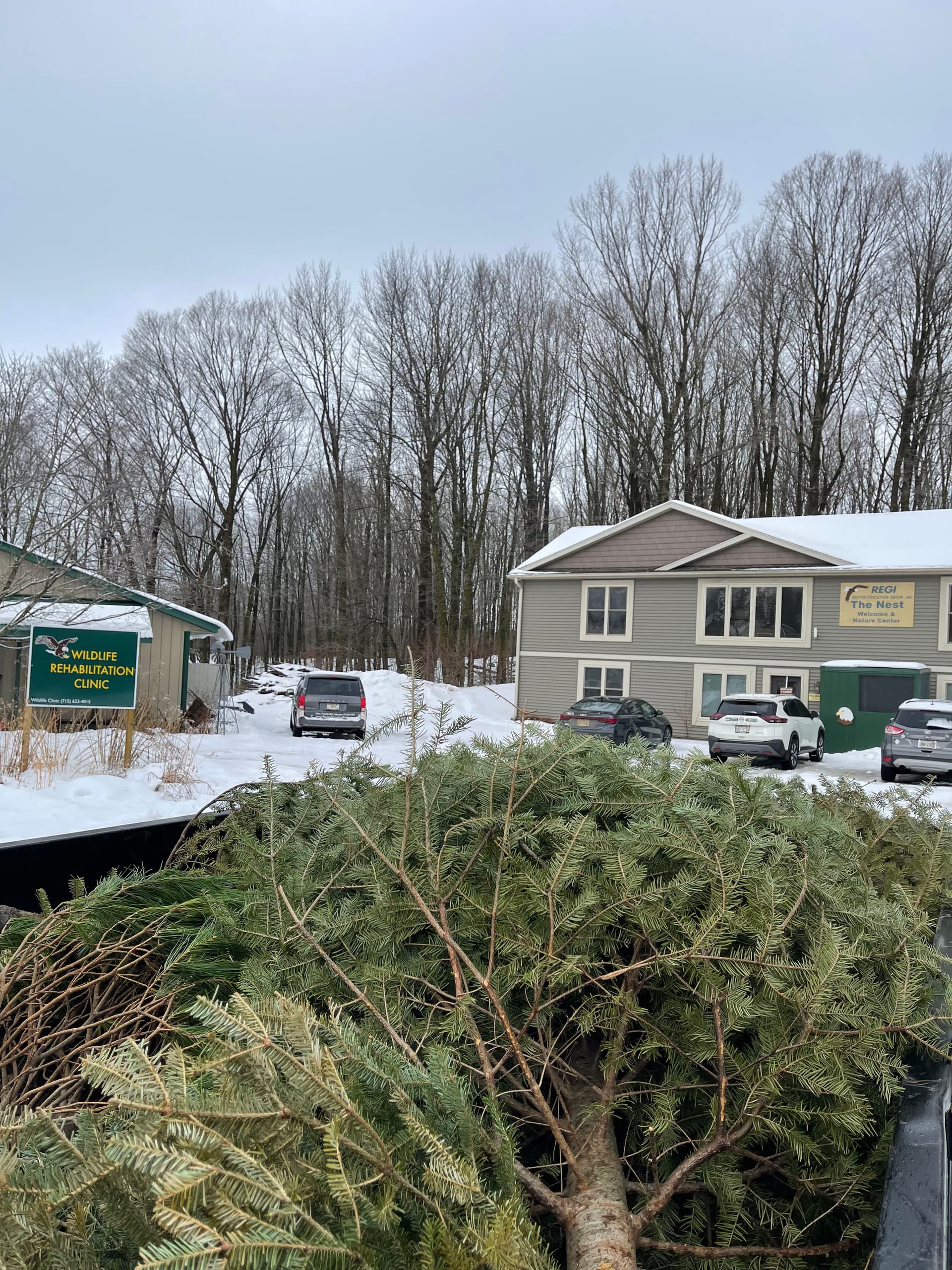 Gallery photos for Delivering Christmas Trees to Support Wildlife in Antigo: Image #2