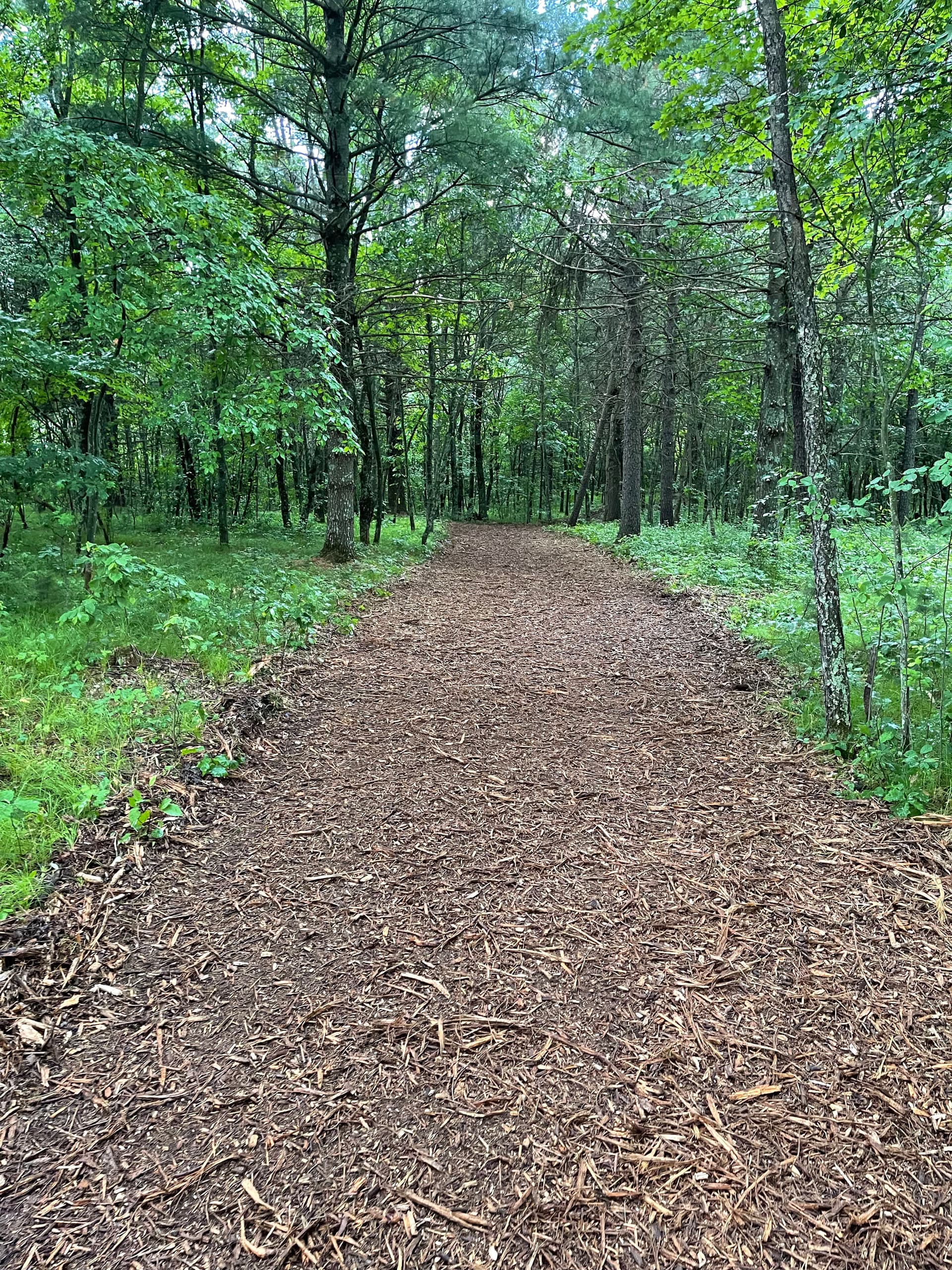 Gallery photos for Forestry Mulching Opens Up Fresh Trails Near Lake DuBay: Image #6