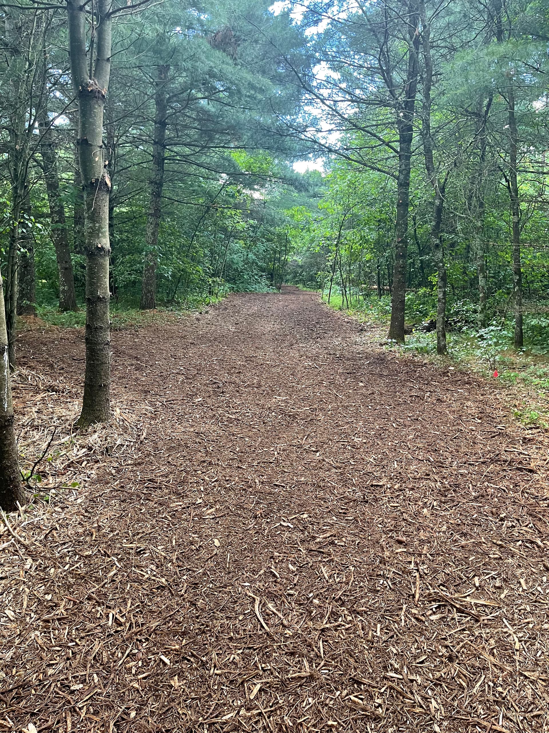 Gallery photos for Forestry Mulching Opens Up Fresh Trails Near Lake DuBay: Image #8