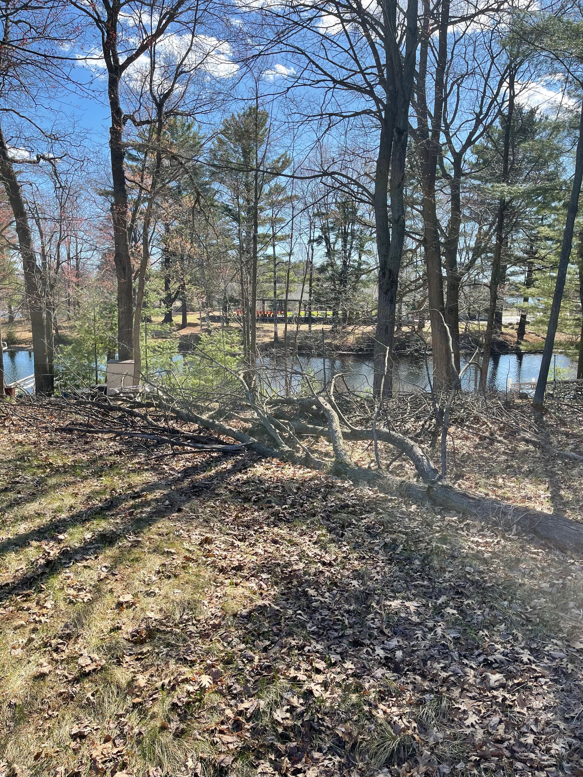 Gallery photos for Forestry Mulching Brush Clearing on Lake DuBay: Image #4