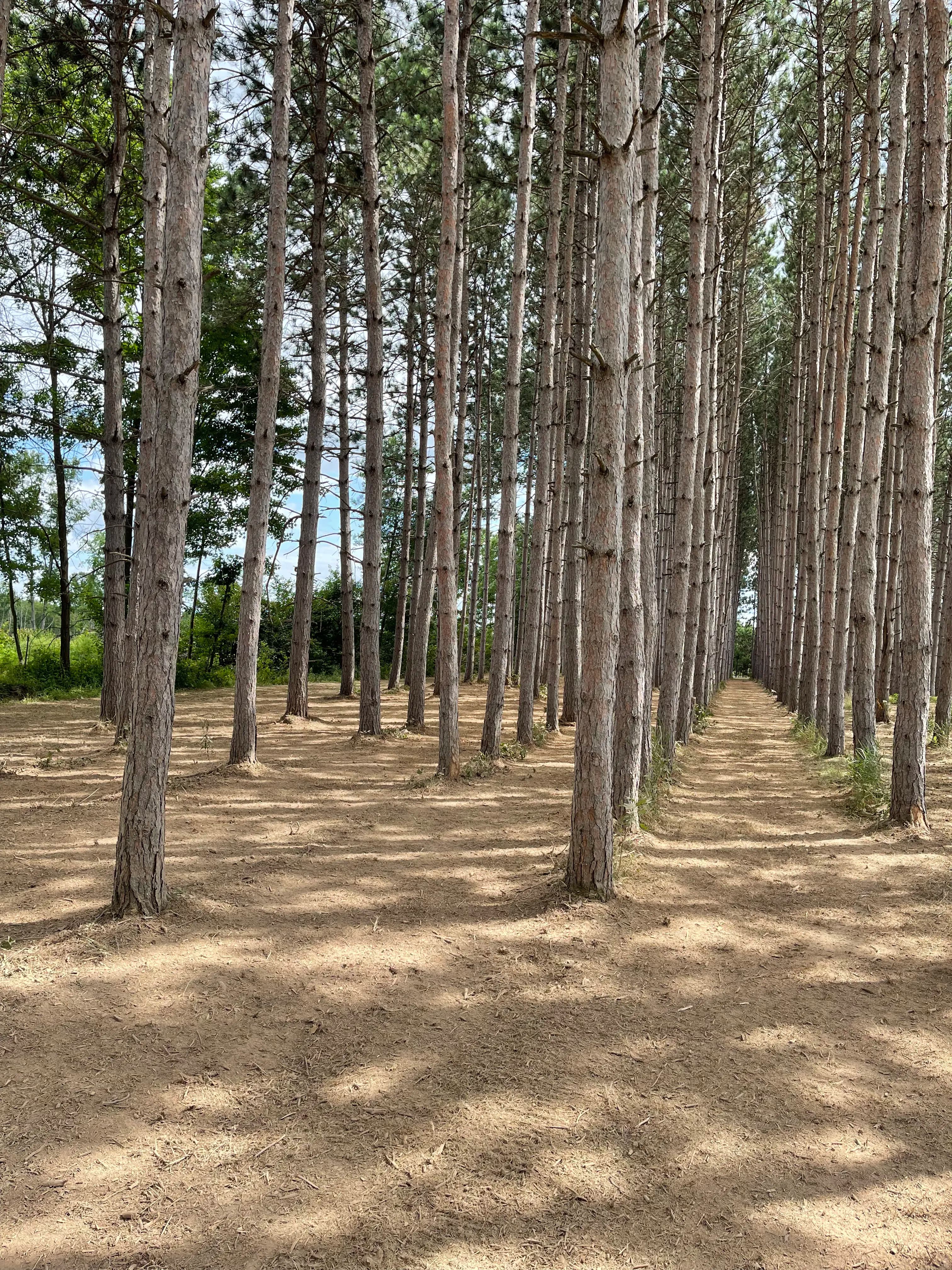 Project Forestry Mulching Cleans Up a Overgrown Pine Plantation image