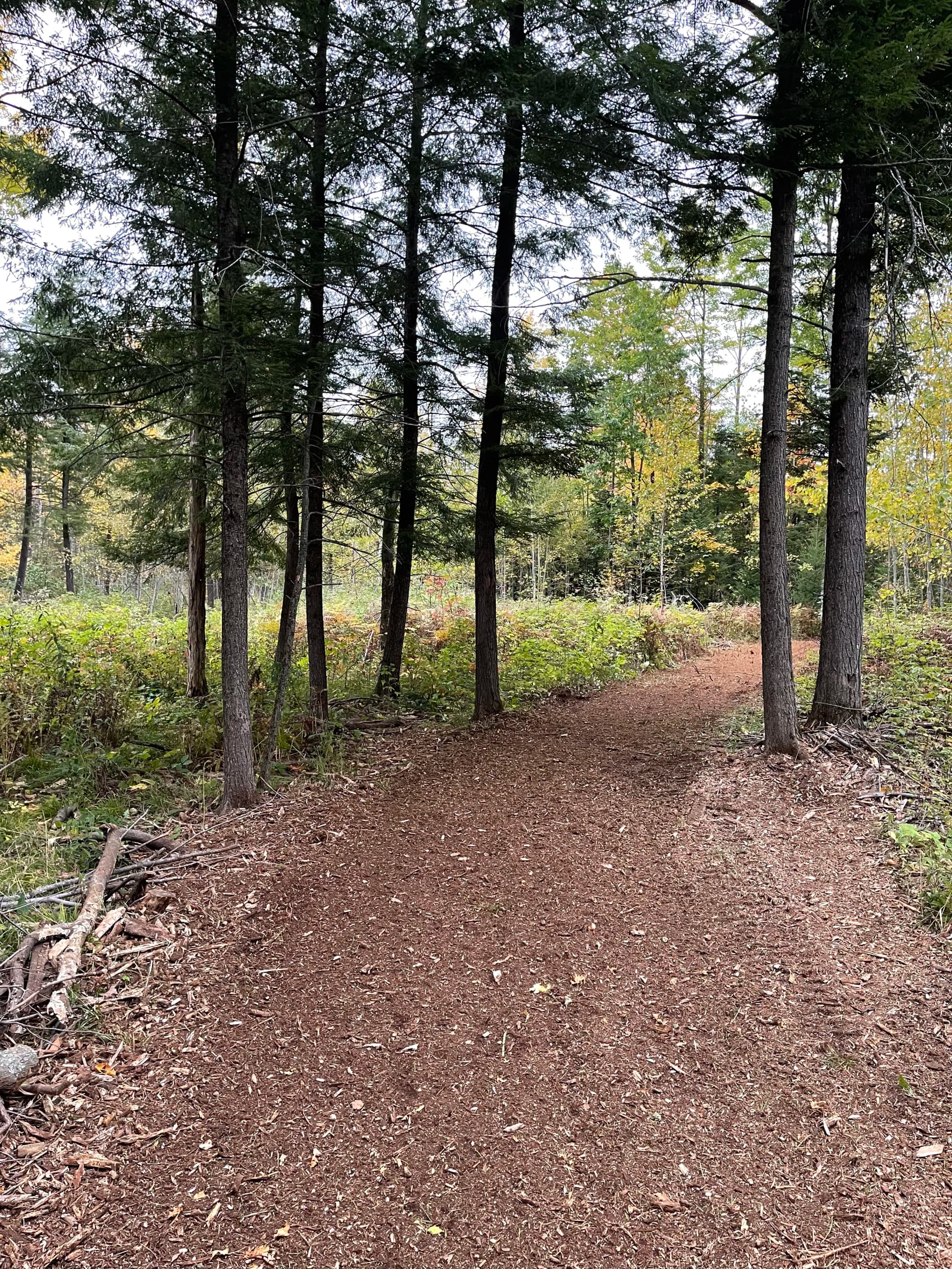 Gallery photos for Forestry Mulching Opens Up Fresh Trails in Weston/Ringle: Image #1