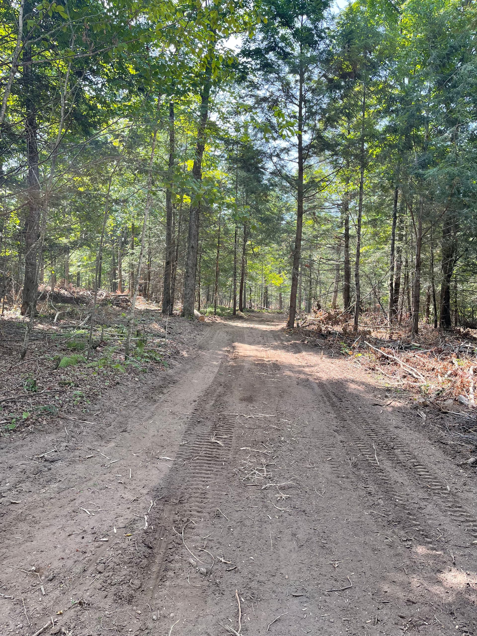Post-Logging Trail Cleanup with Forestry Mulching in Athens image