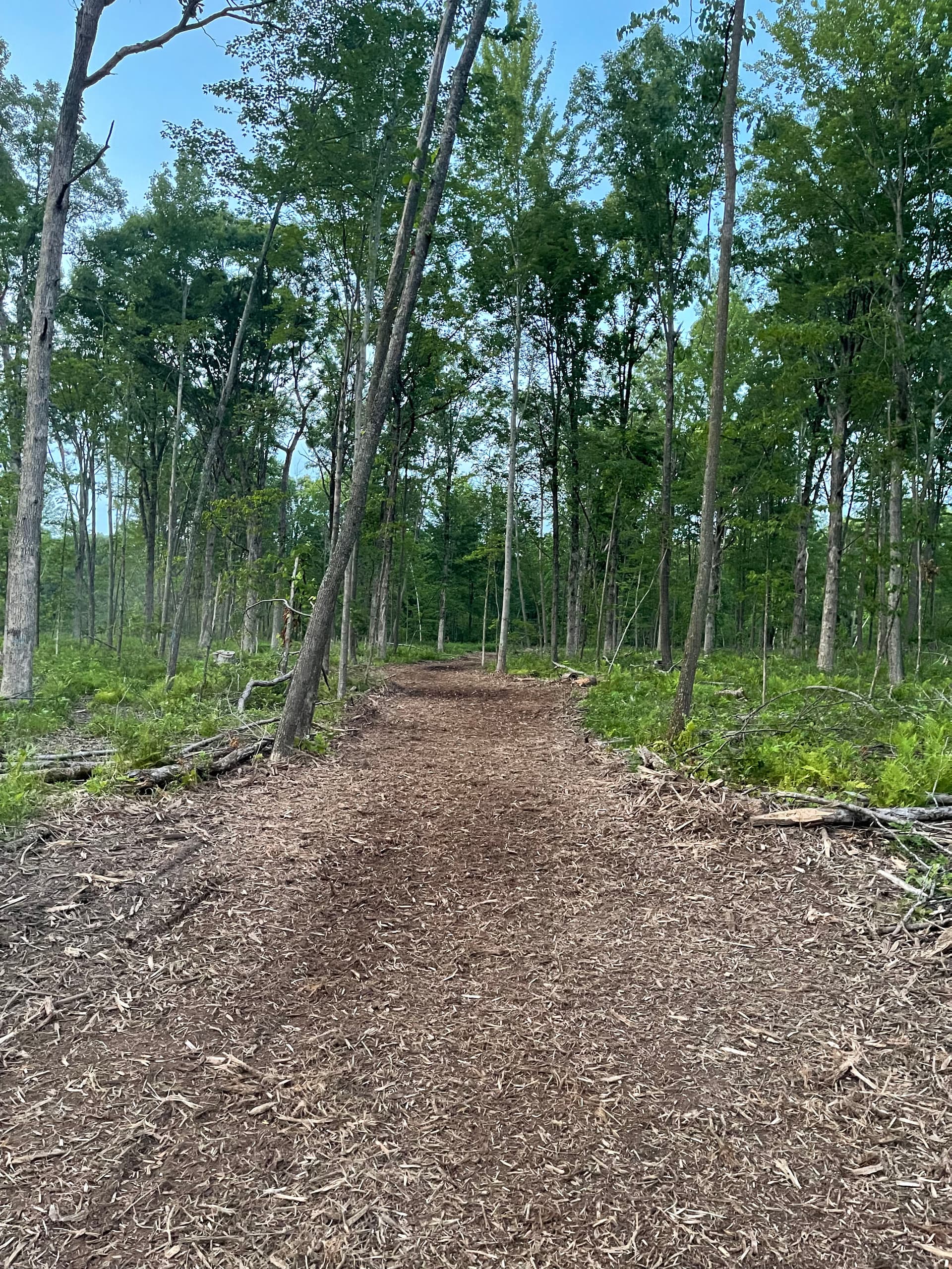 Gallery photos for Forestry Mulching Cleans Up Logging Trails Near Neillsville: Image #4