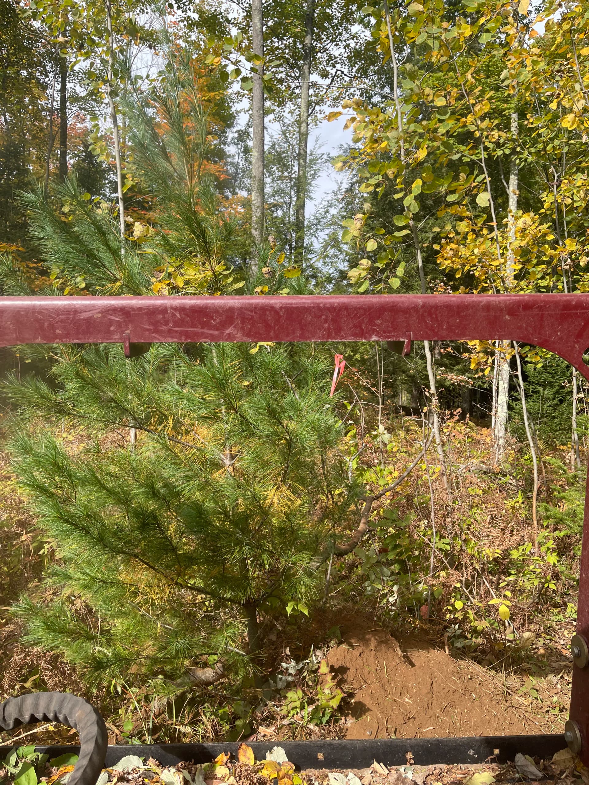 Gallery photos for Forestry Mulching Opens Up Fresh Trails in Weston/Ringle: Image #3