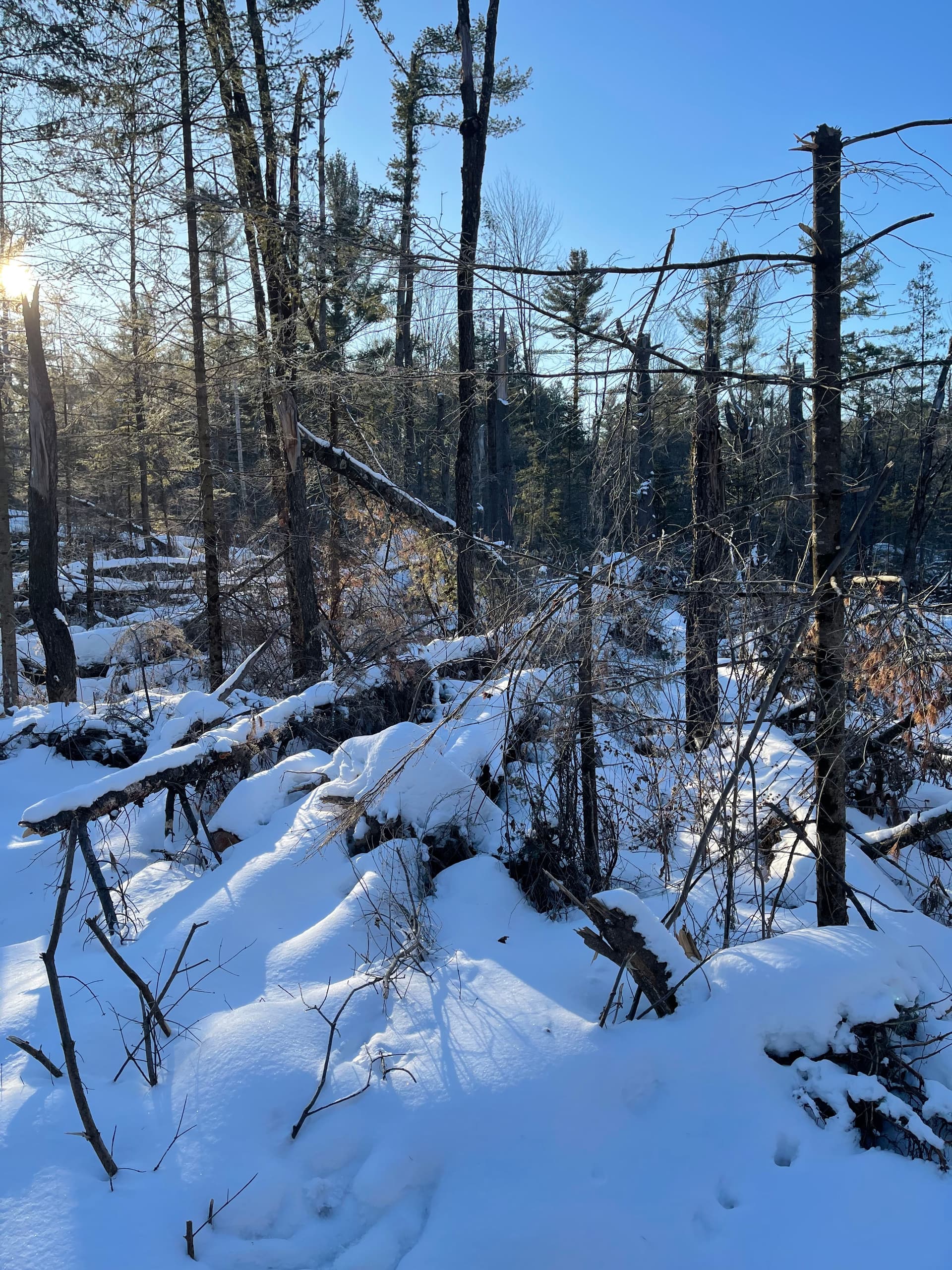 Gallery photos for Forestry Mulching and Snow Removal in Athens/Wausau: Image #3