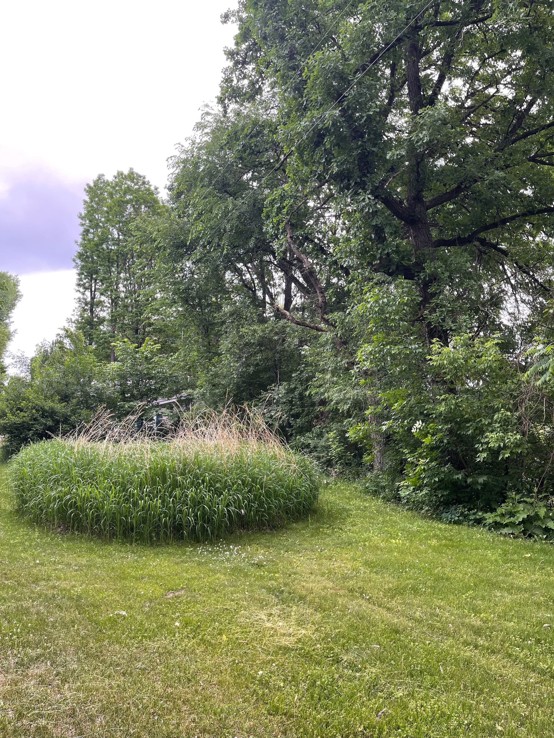 Gallery photos for Forestry Mulching Cleans Up Overgrown Riverfront Property in Mosinee: Image #2
