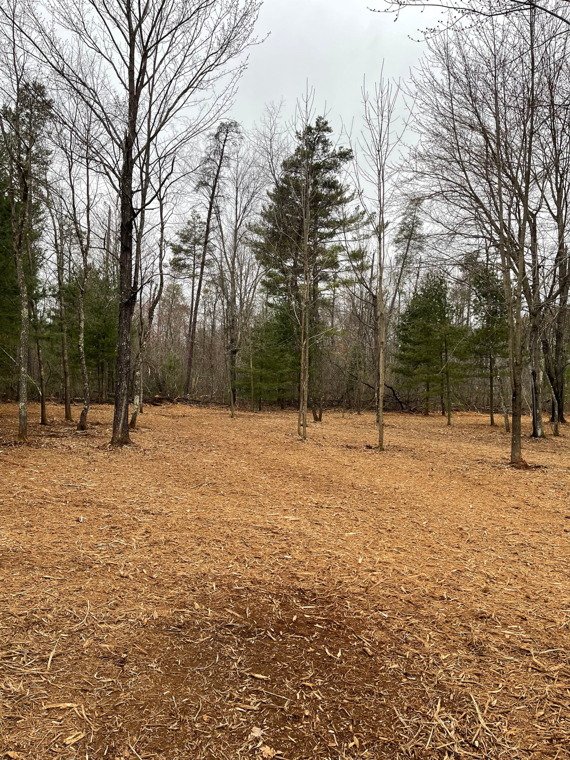 Gallery photos for Thick Brush Cleared Near Lake DuBay with Forestry Mulching: Image #1