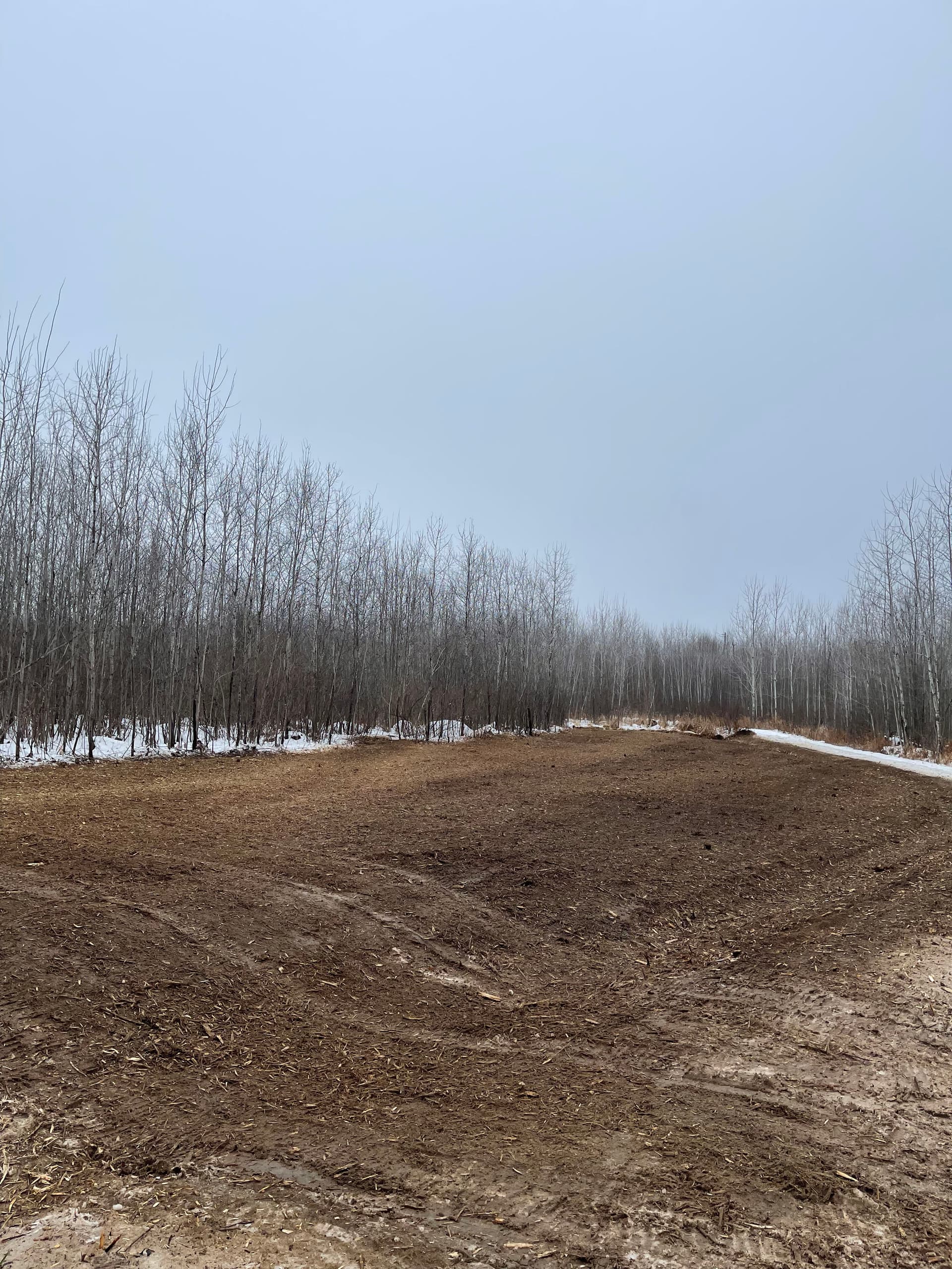 Gallery photos for Land Clearing Success with Forestry Mulching on Pesabic Lake: Image #1