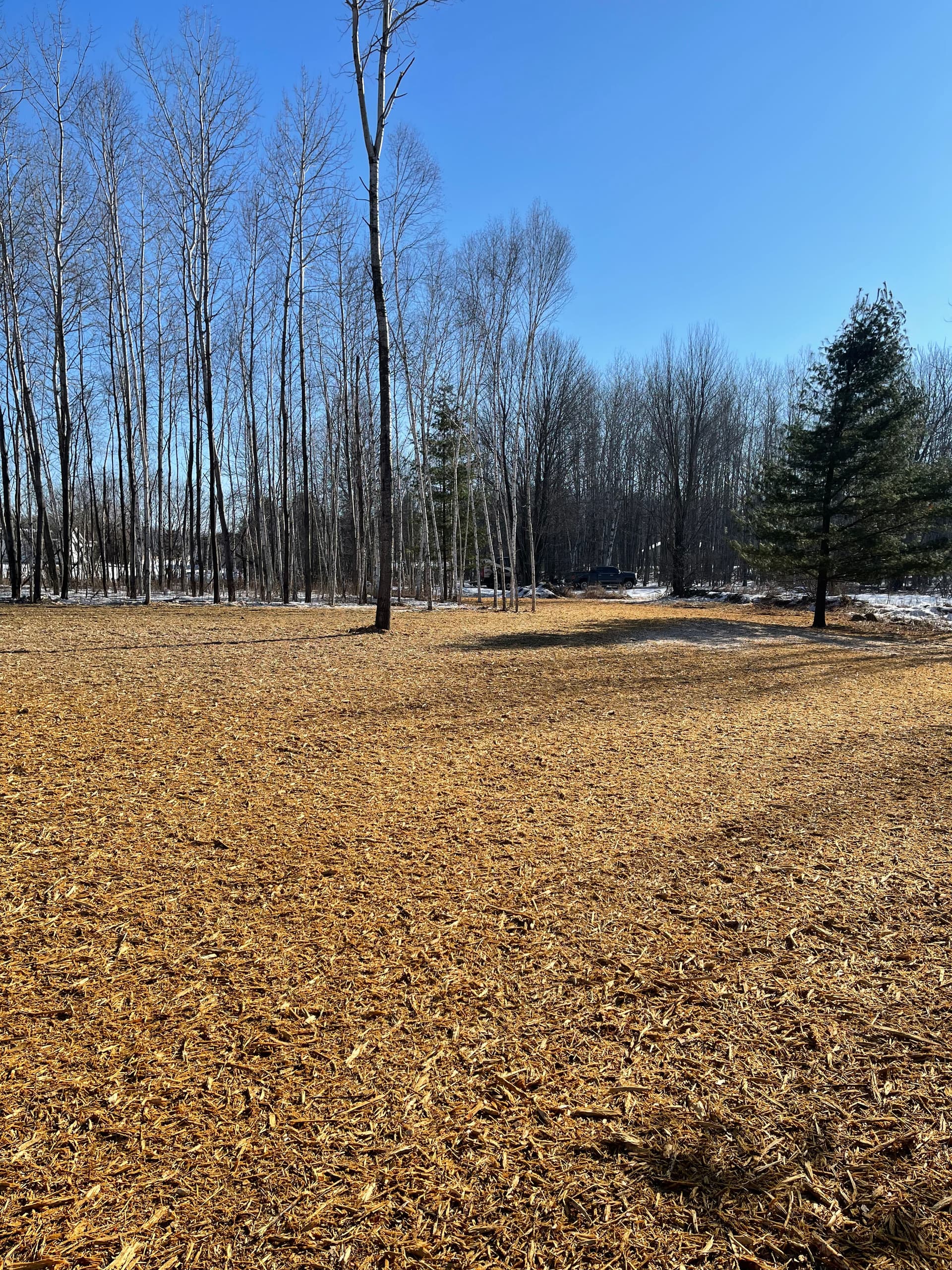 Gallery photos for Snowy Forest Transformation in Mosinee with Forestry Mulching: Image #2